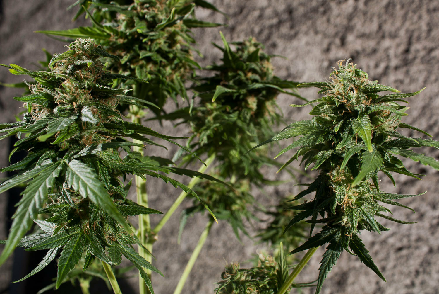 Dutch Passion - PolarLight #3 ® (auto/fem.)