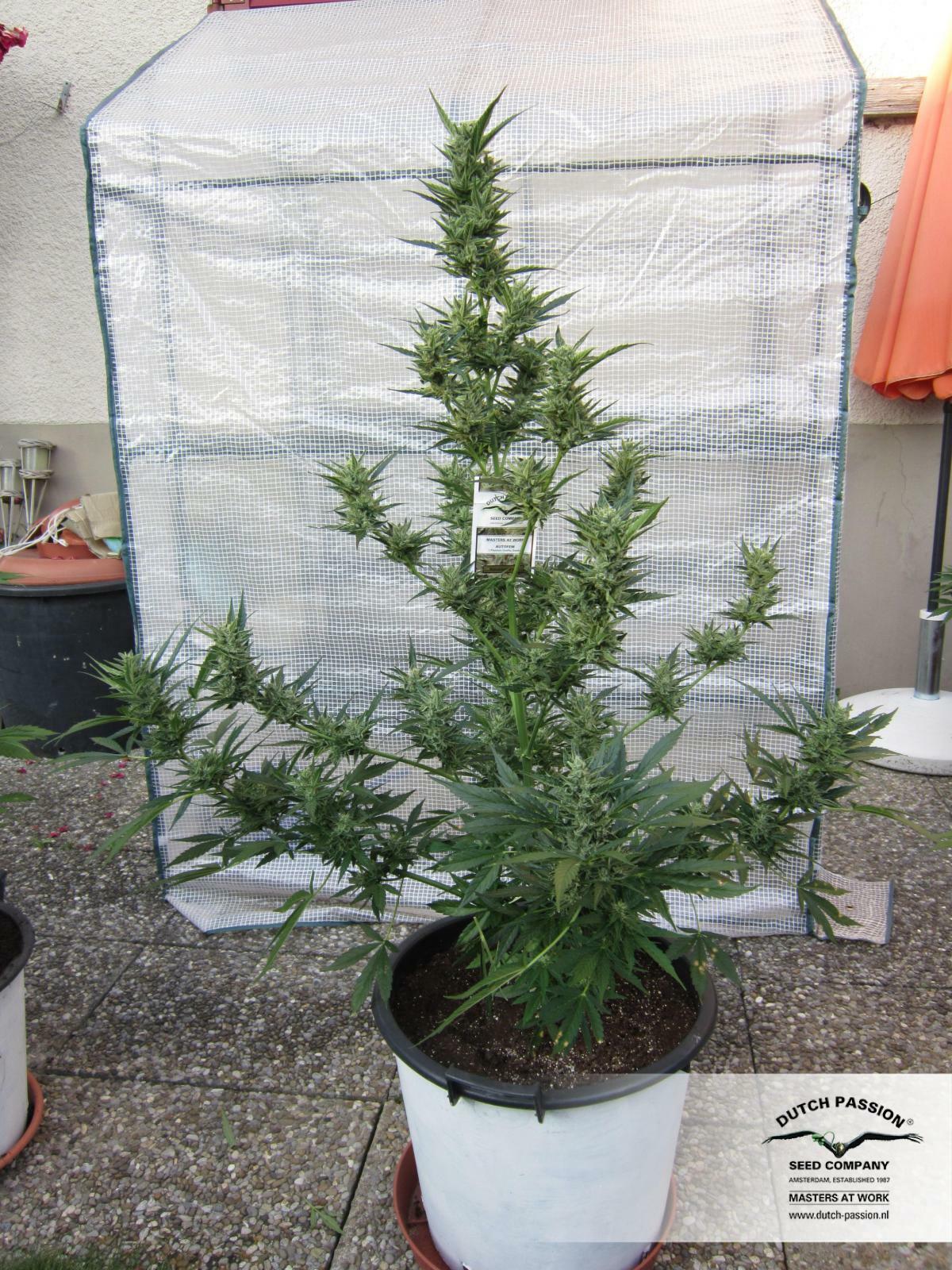 Dutch Passion - PolarLight #3 ® (auto/fem.)