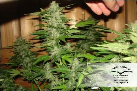 Dutch Passion - PolarLight #3 ® (auto/fem.)