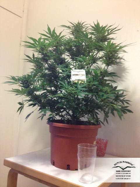Dutch Passion - PolarLight #3 ® (auto/fem.)
