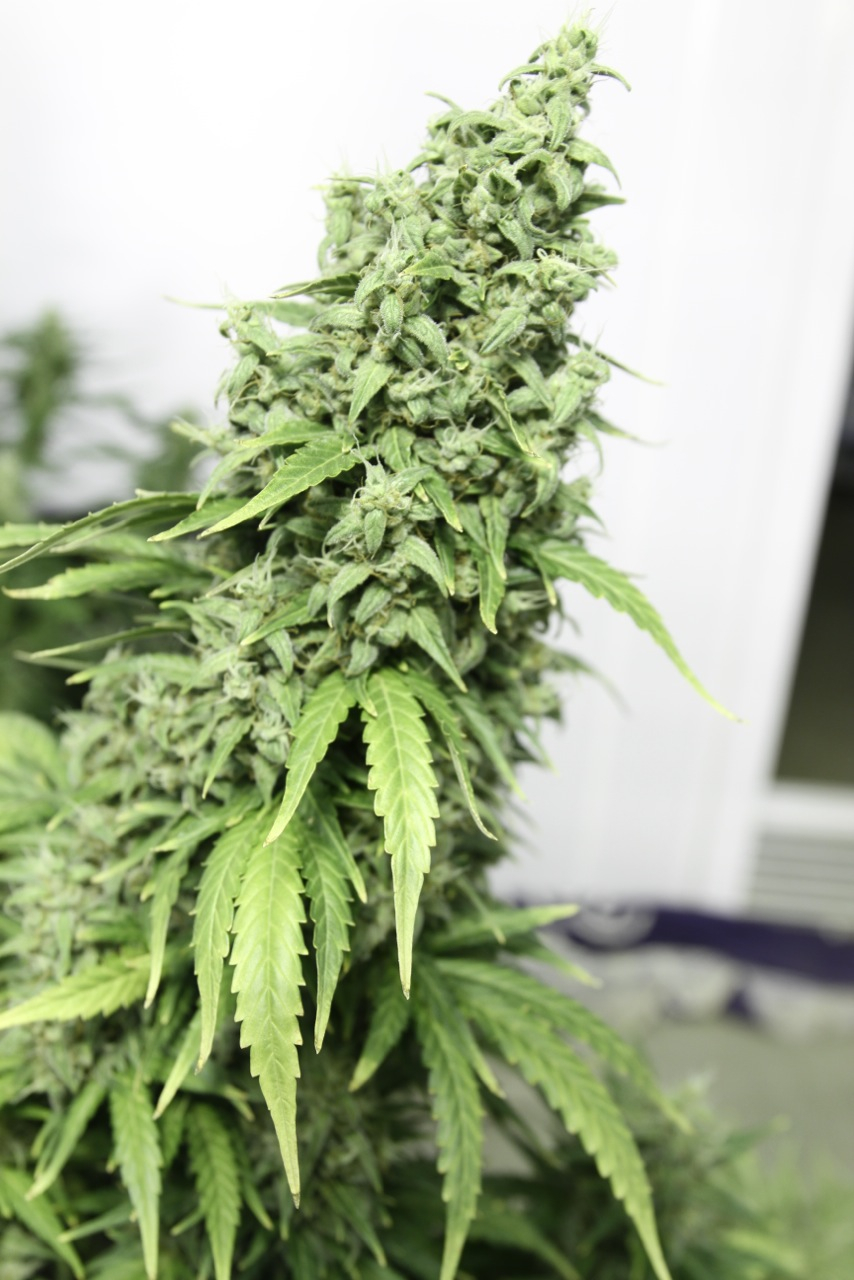 Dutch Passion - Auto Durban Poison (auto/fem.)