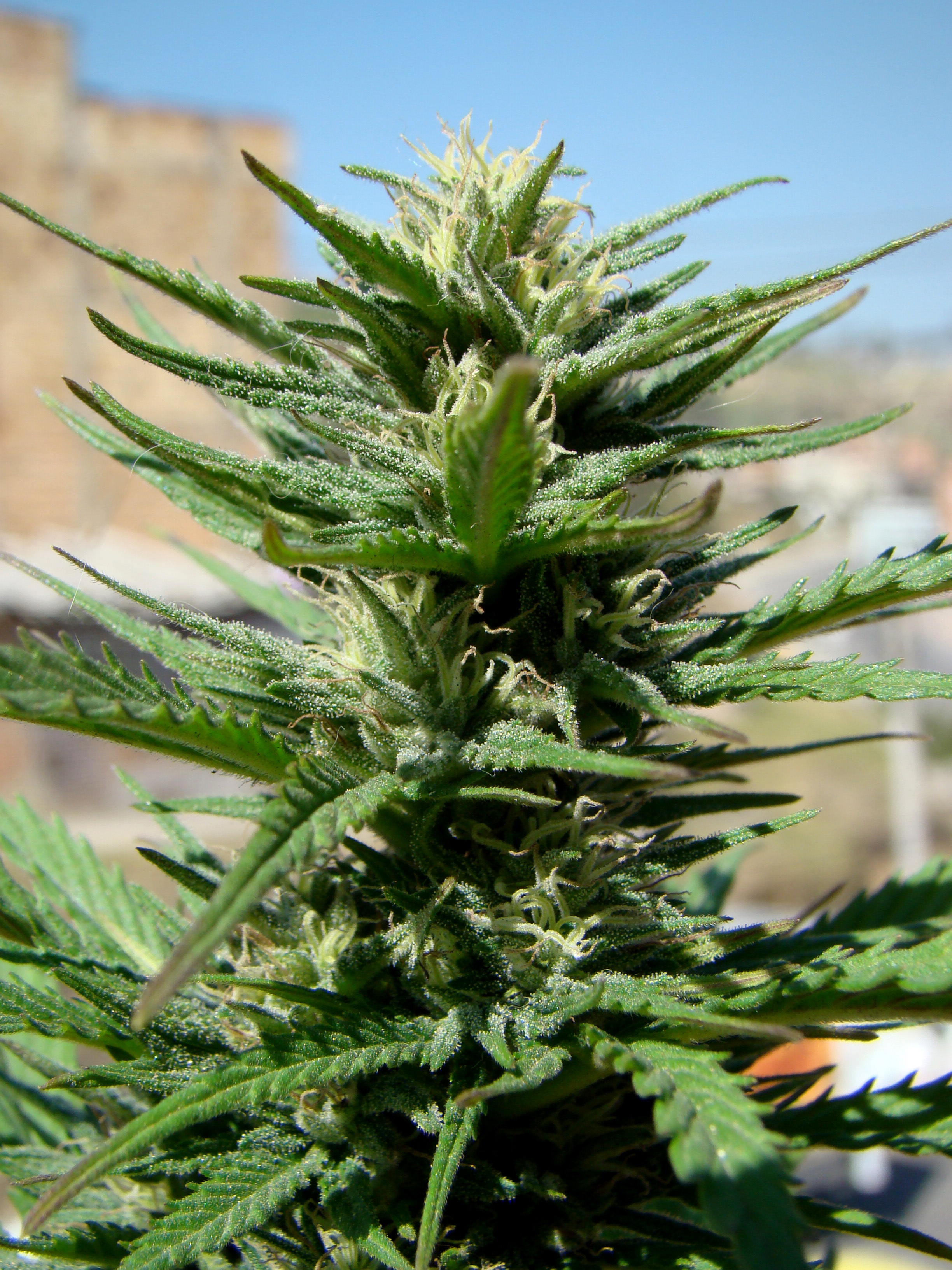 Dutch Passion - Auto Durban Poison (auto/fem.)