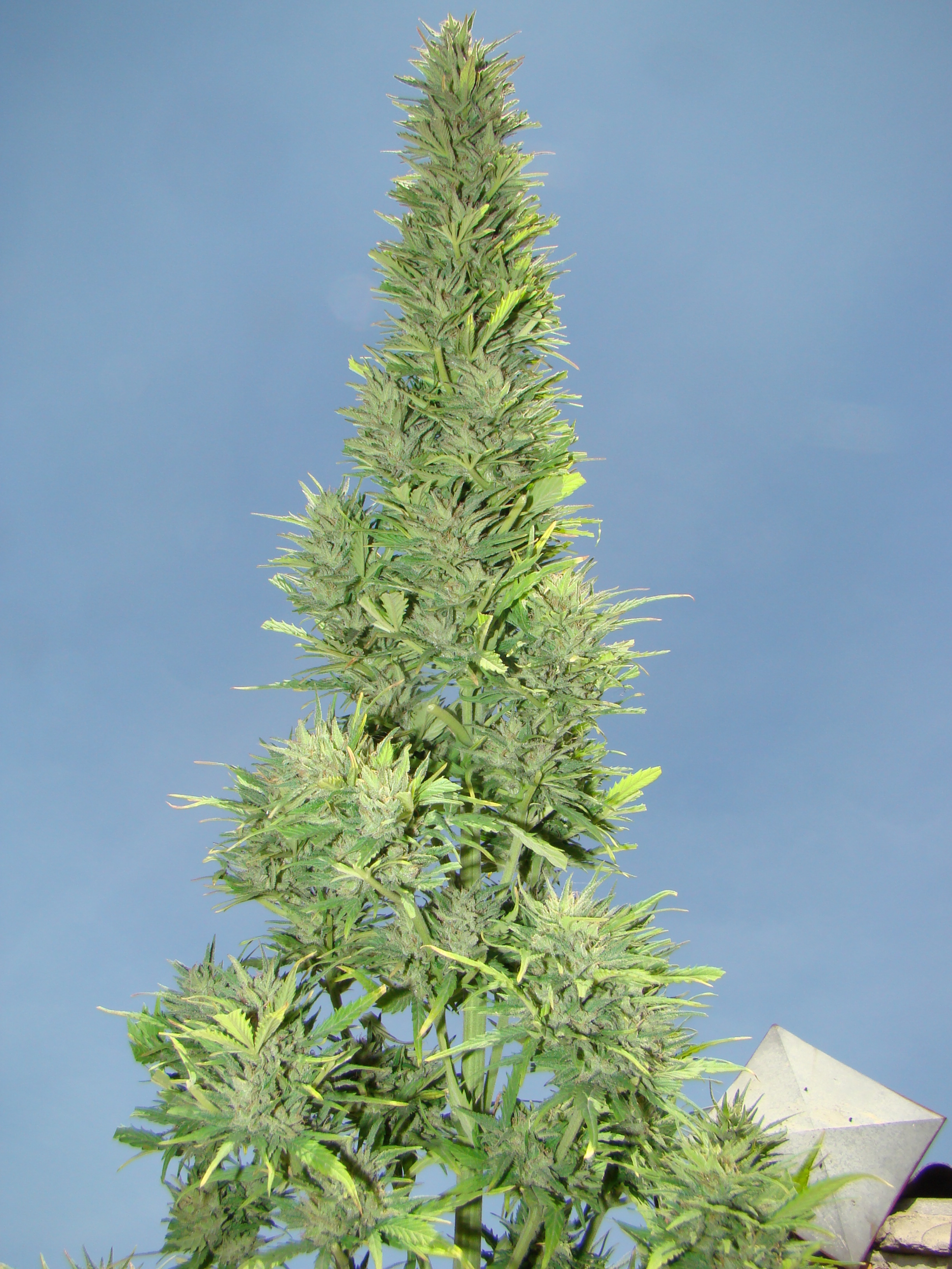 Dutch Passion - Auto Durban Poison (auto/fem.)