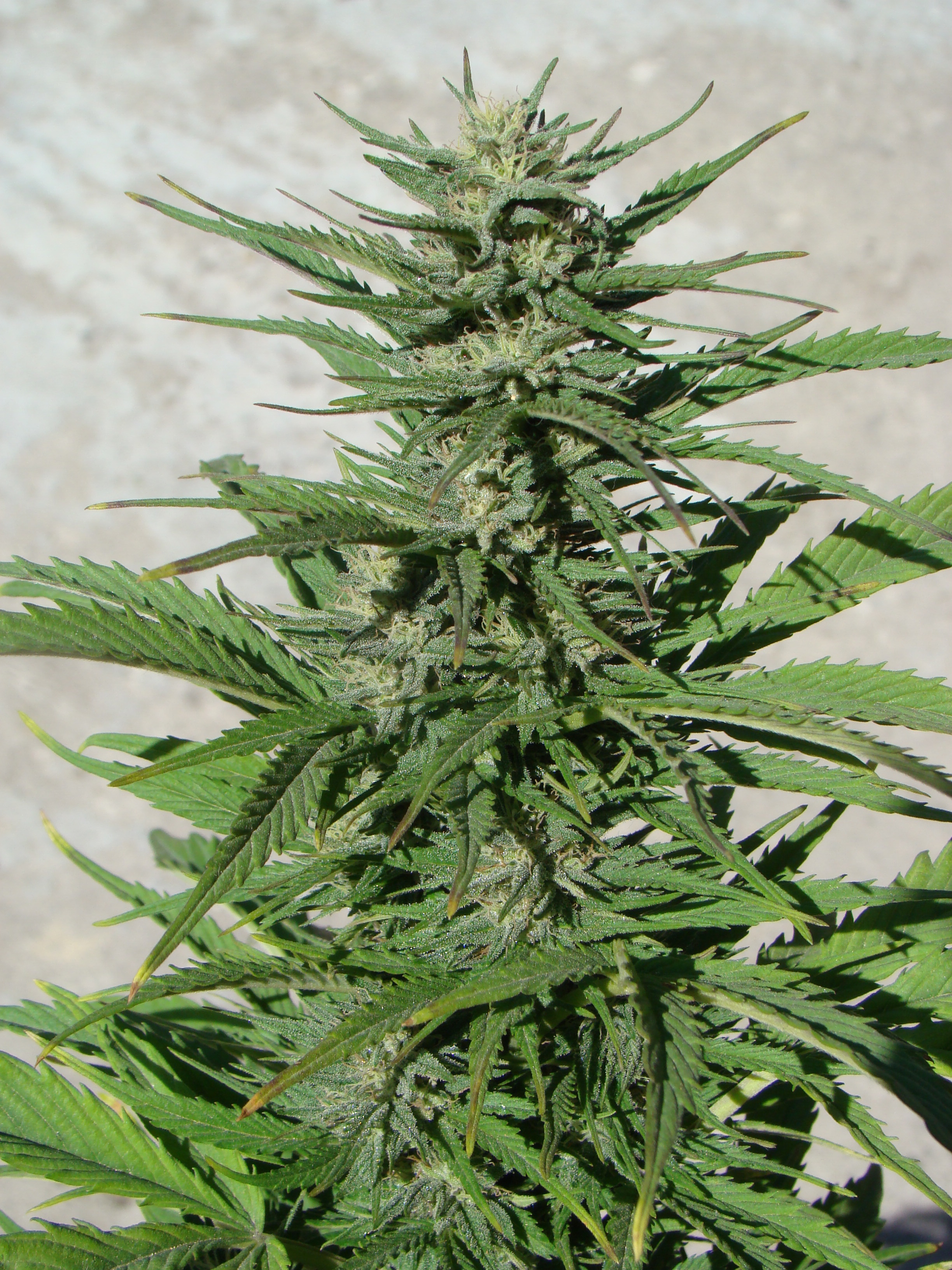 Dutch Passion - Auto Durban Poison (auto/fem.)