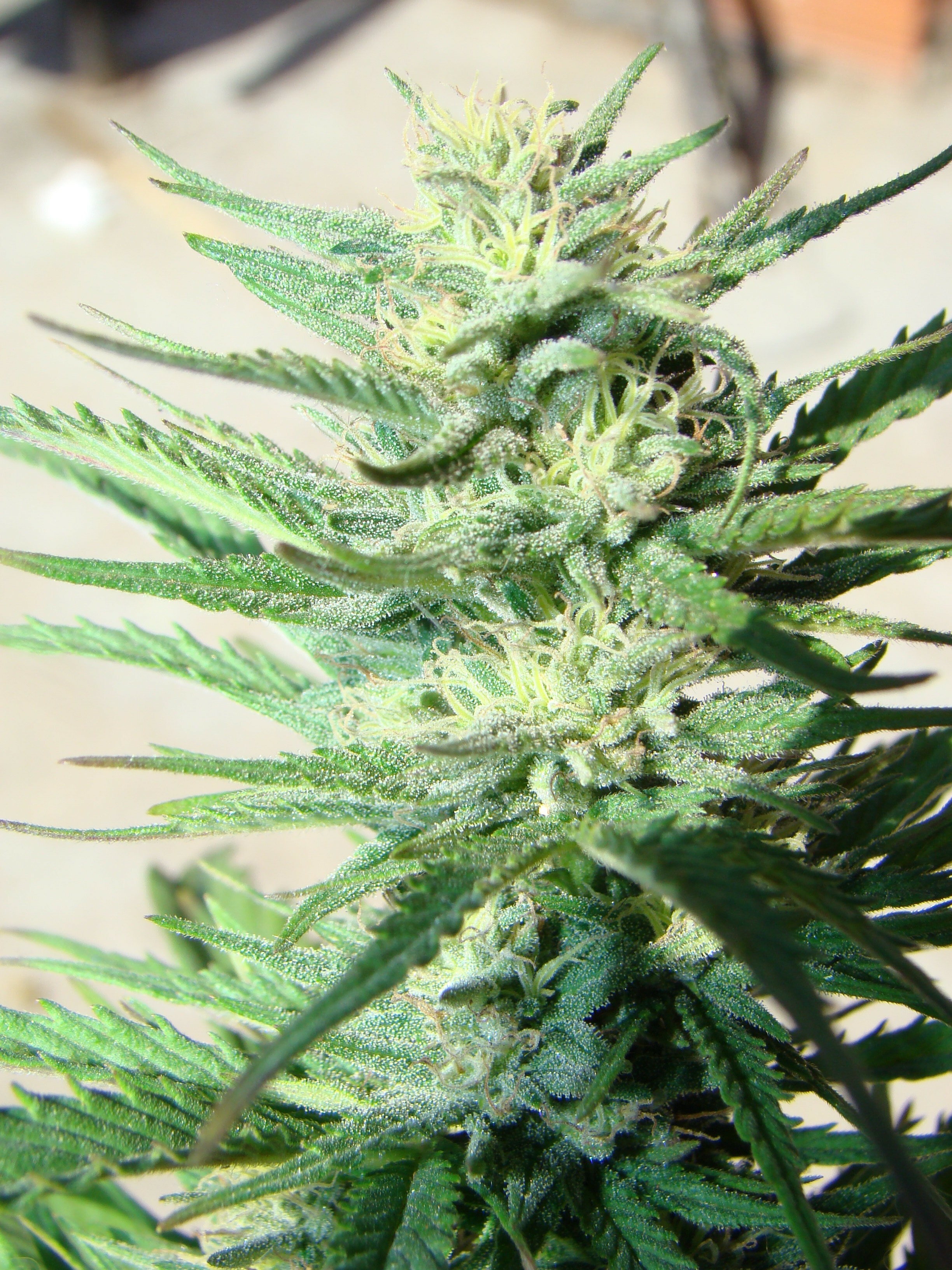Dutch Passion - Auto Durban Poison (auto/fem.)