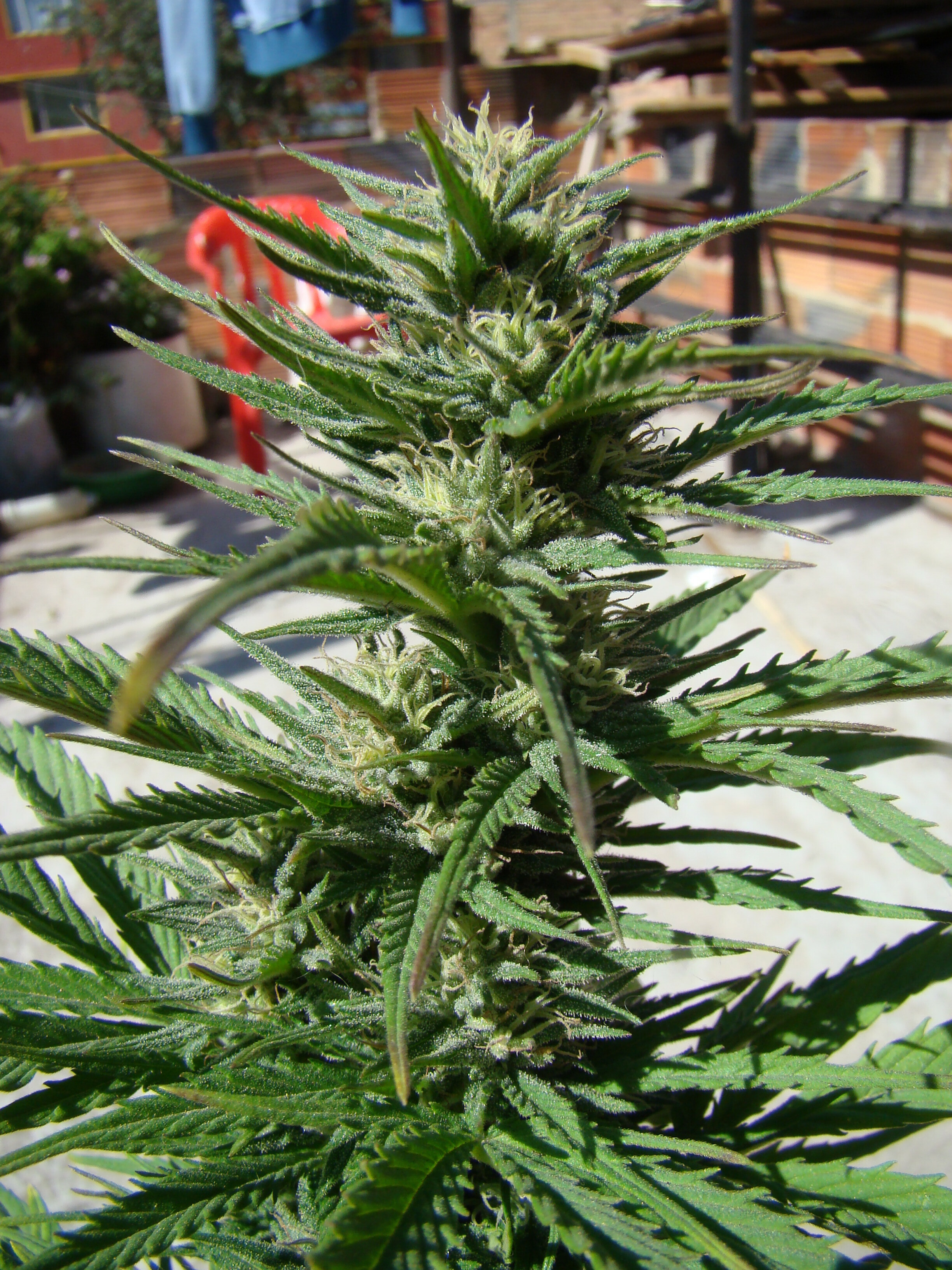 Dutch Passion - Auto Durban Poison (auto/fem.)