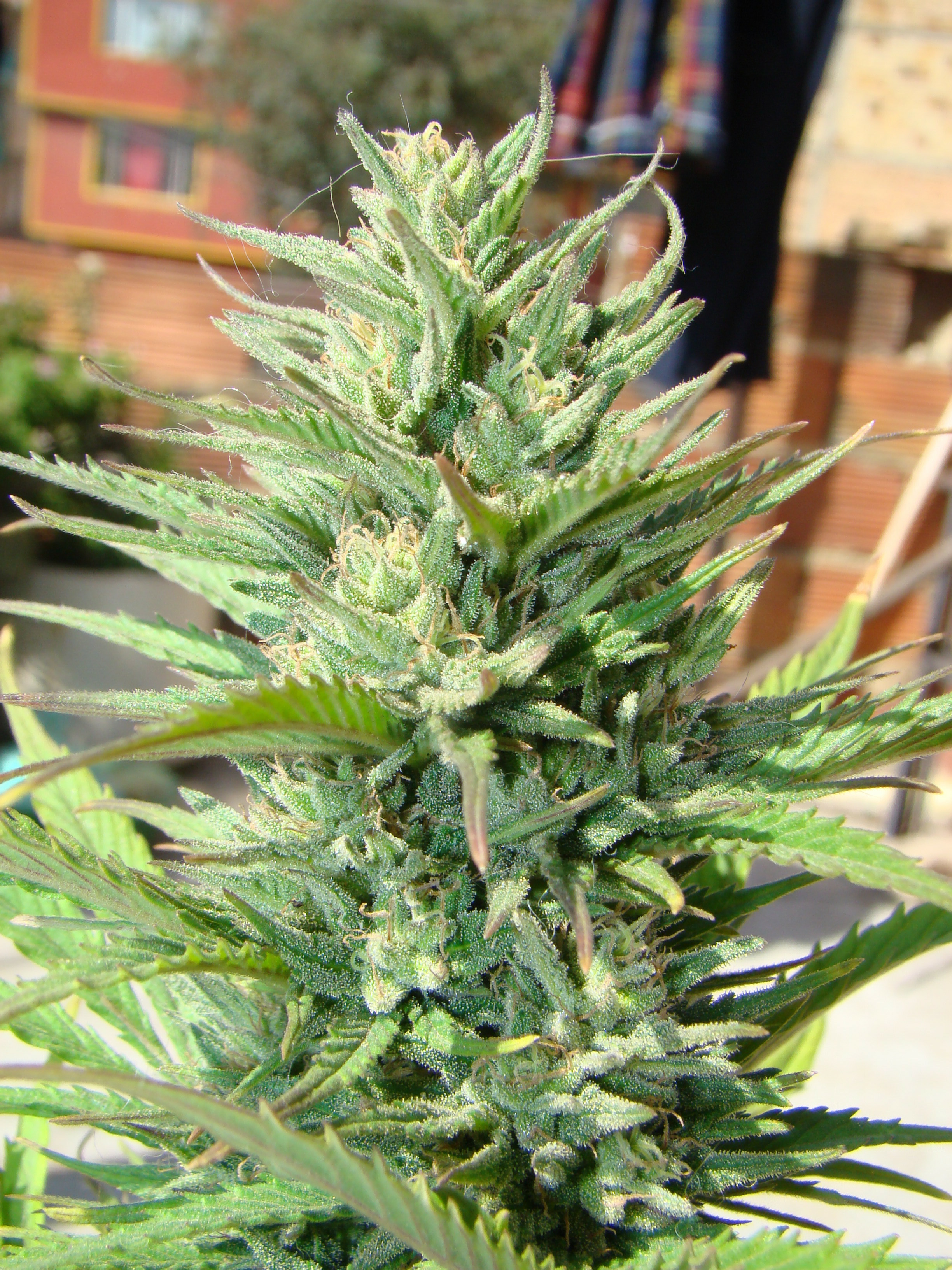 Dutch Passion - Auto Durban Poison (auto/fem.)