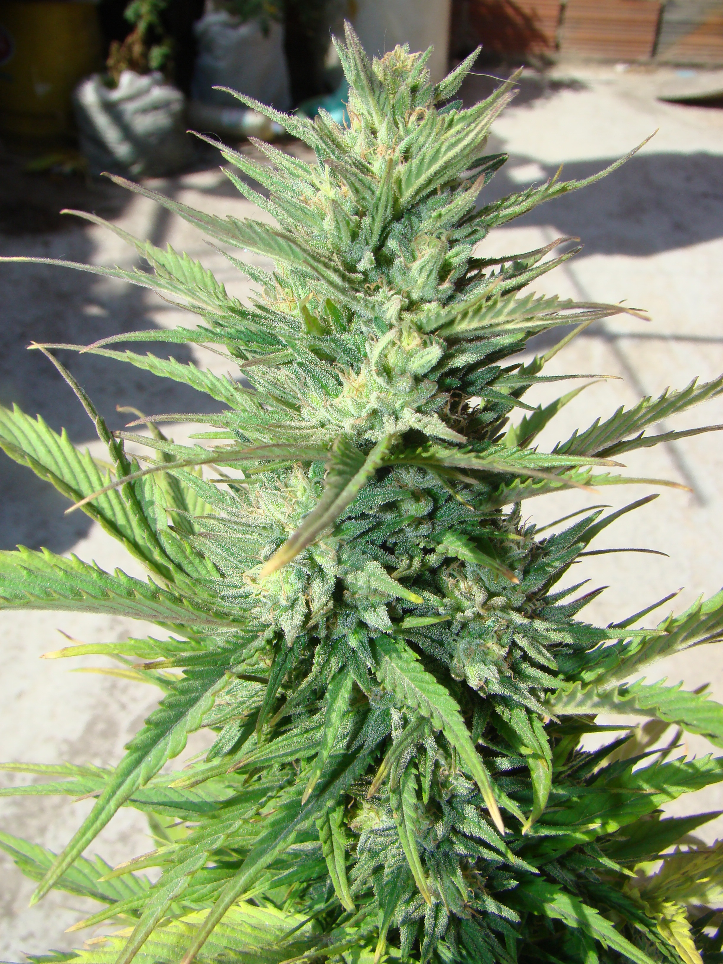 Dutch Passion - Auto Durban Poison (auto/fem.)