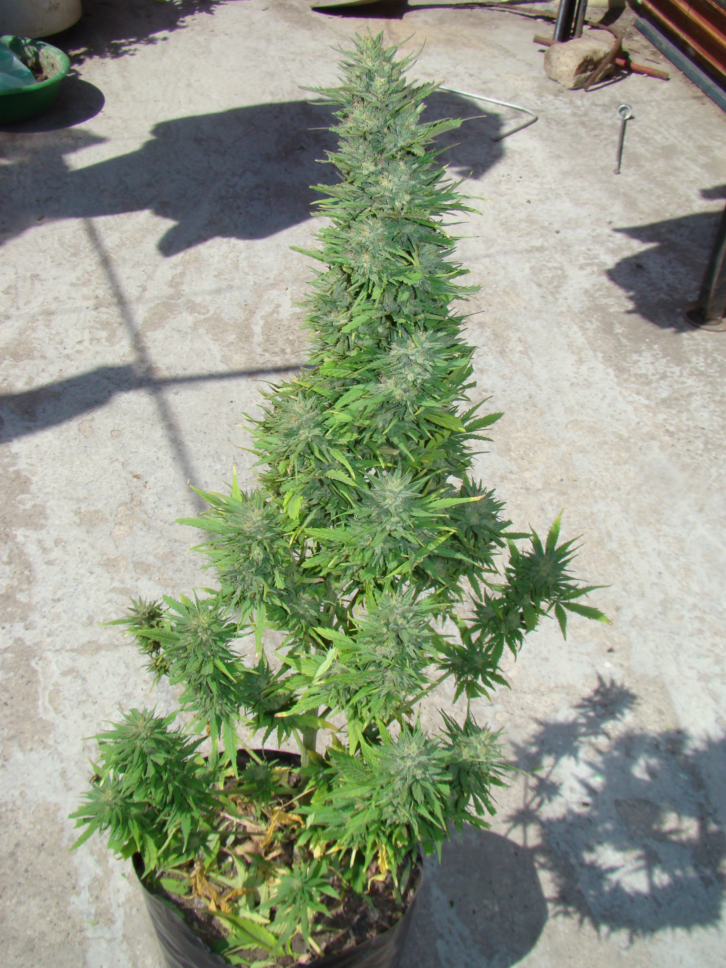 Dutch Passion - Auto Durban Poison (auto/fem.)