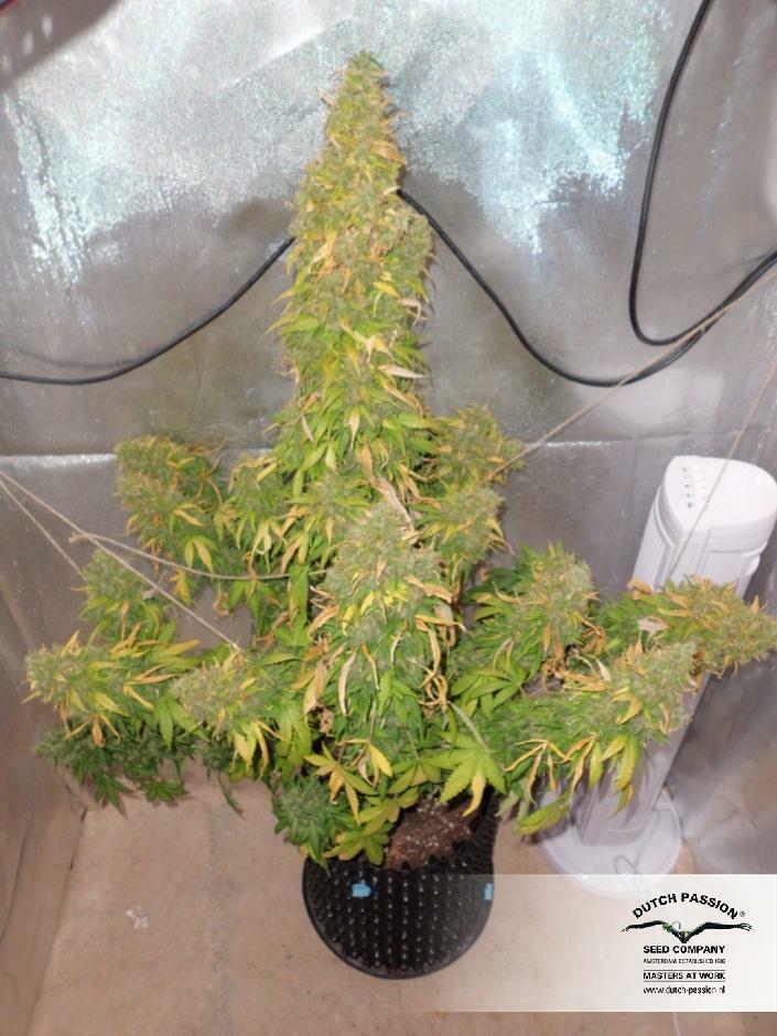 Dutch Passion - Auto Durban Poison (auto/fem.)
