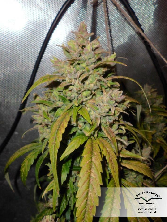 Dutch Passion - Auto Durban Poison (auto/fem.)