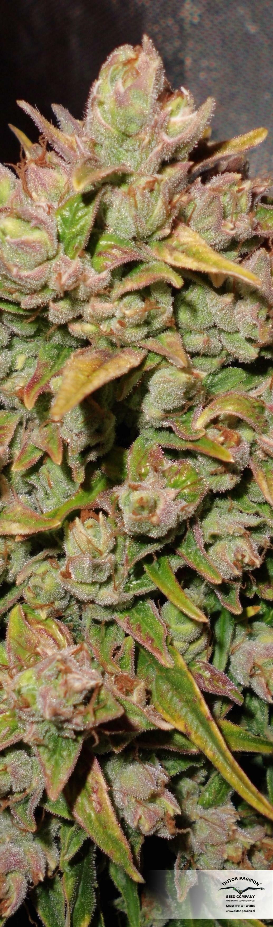 Dutch Passion - Auto Durban Poison (auto/fem.)