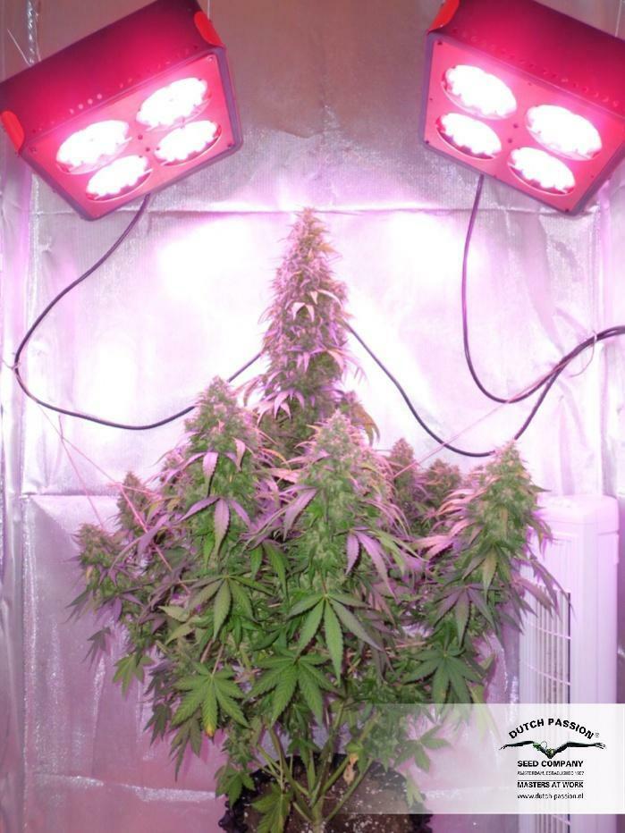 Dutch Passion - Auto Durban Poison (auto/fem.)