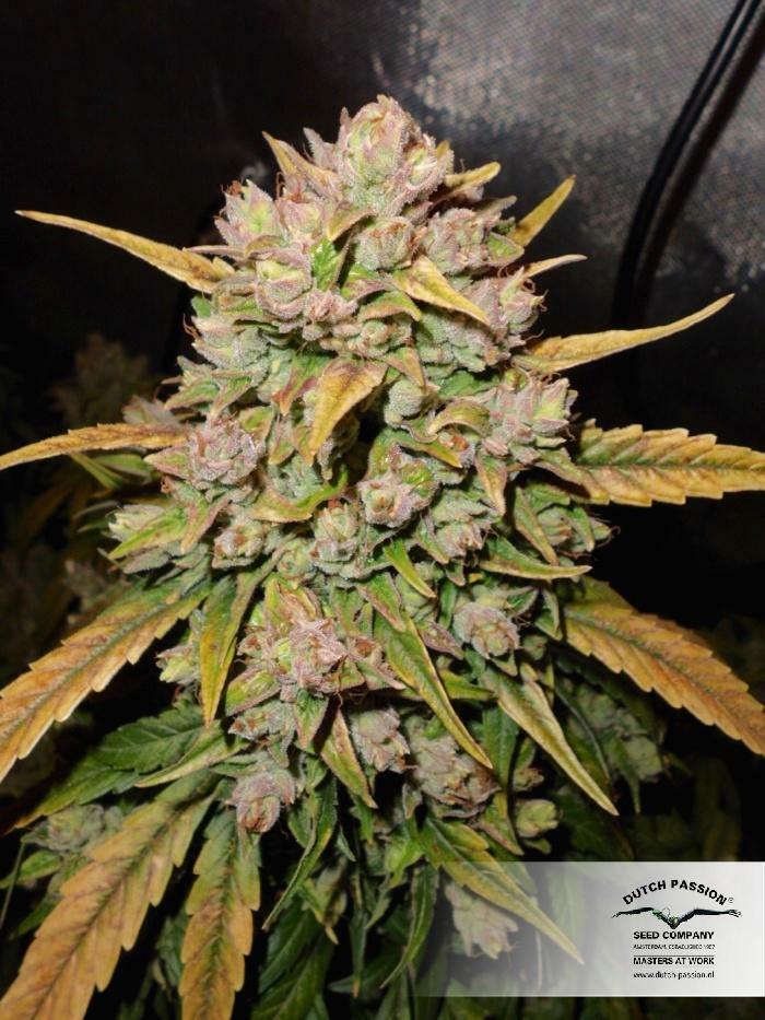 Dutch Passion - Auto Durban Poison (auto/fem.)