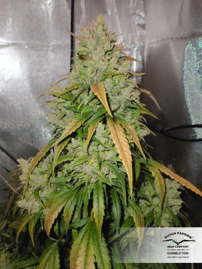 Dutch Passion - Auto Durban Poison (auto/fem.)