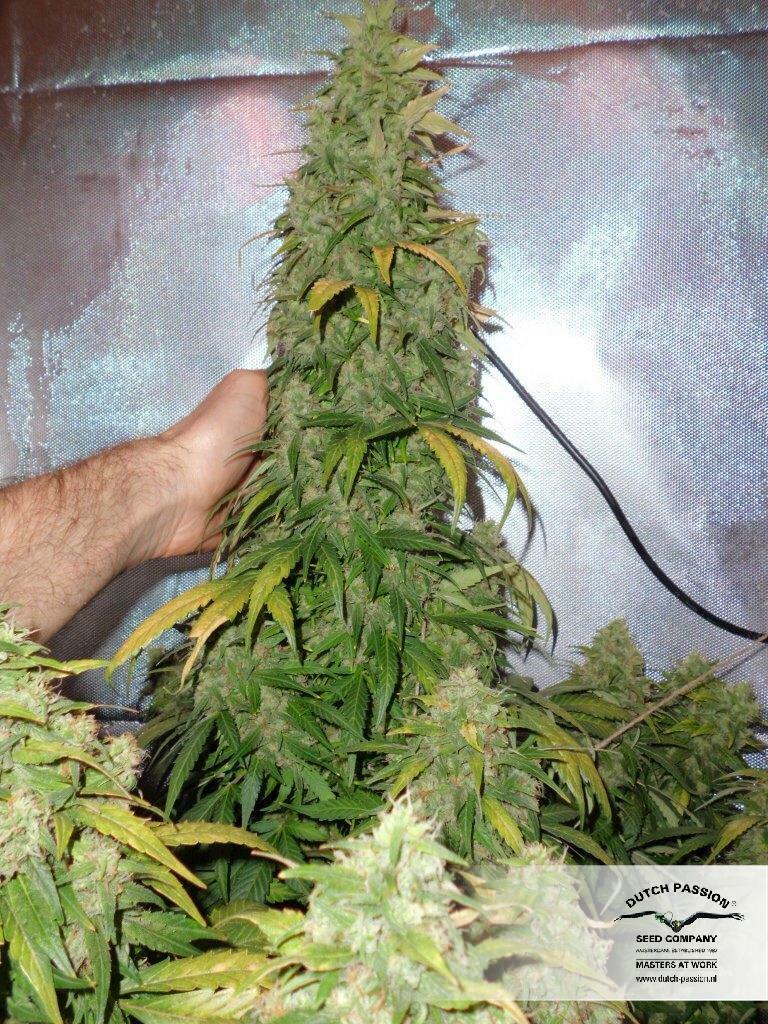 Dutch Passion - Auto Durban Poison (auto/fem.)