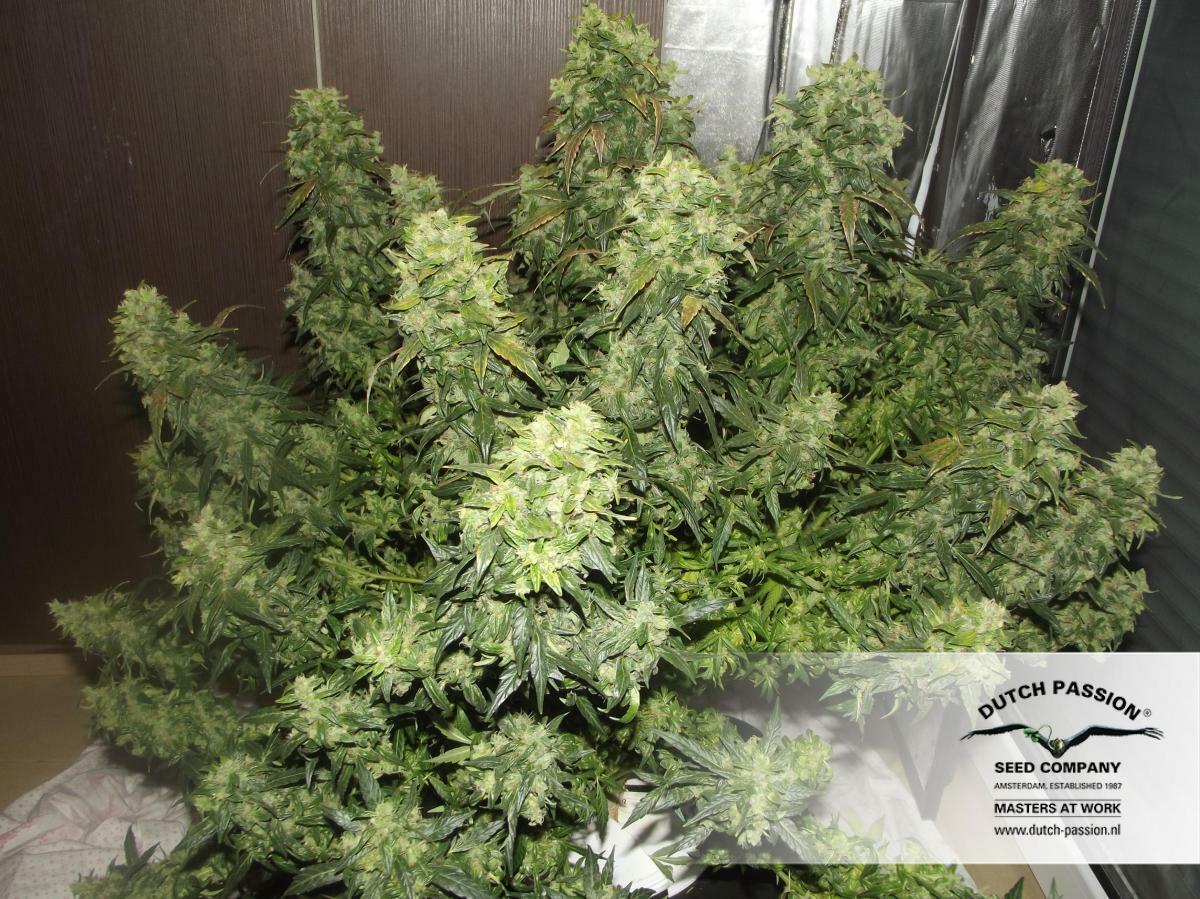 Dutch Passion - Auto Durban Poison (auto/fem.)