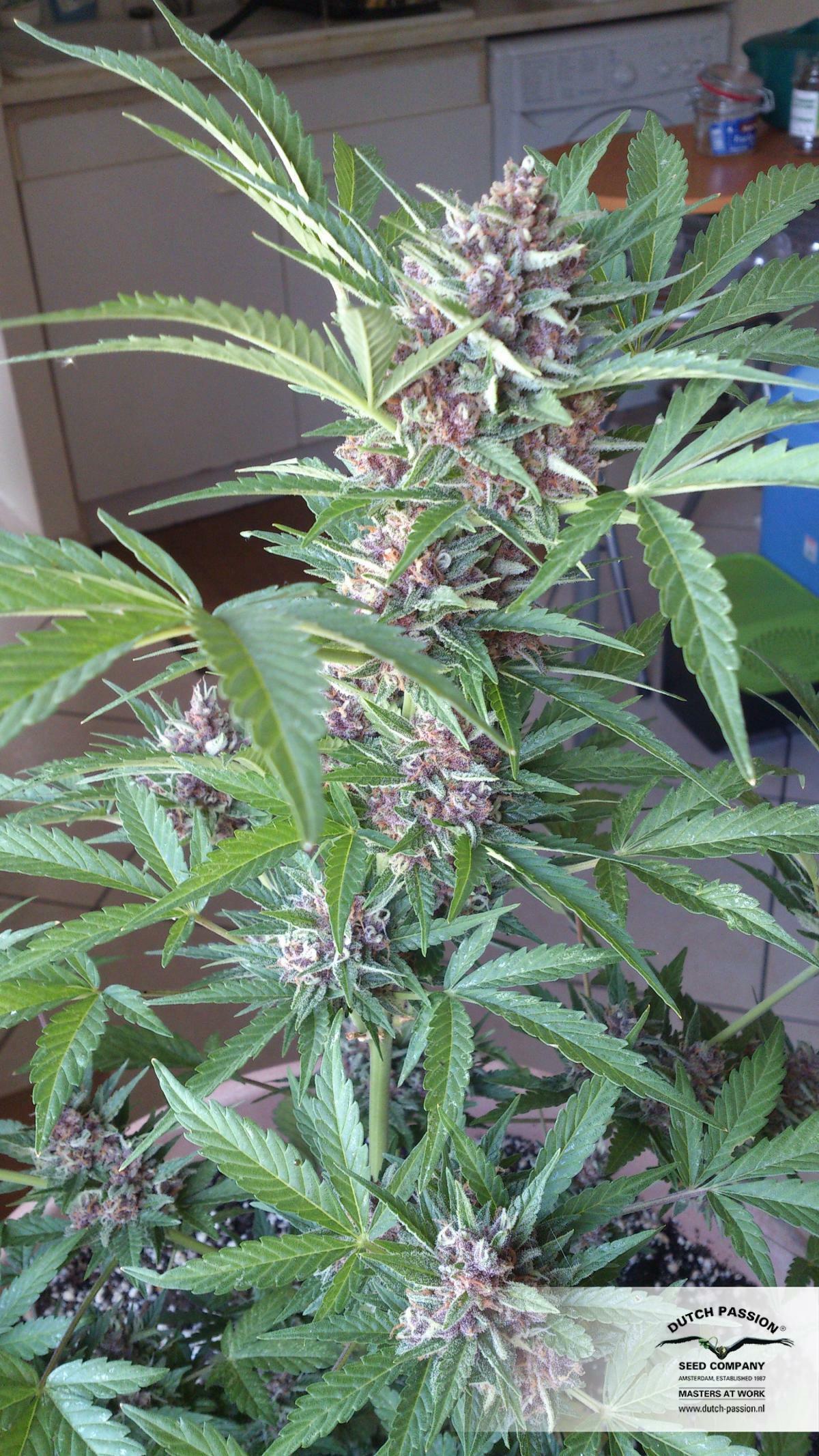 Dutch Passion - Auto Frisian Dew (auto/fem.)
