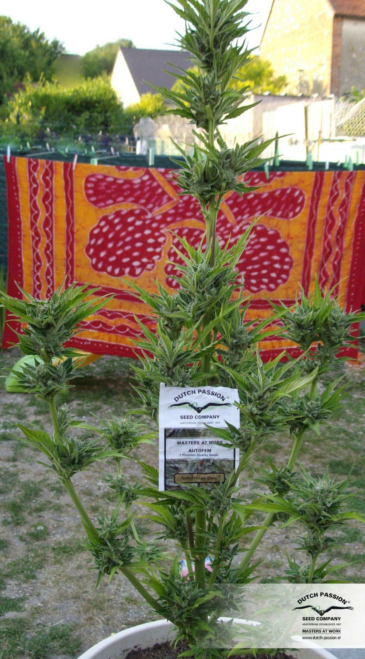 Dutch Passion - Auto Frisian Dew (auto/fem.)