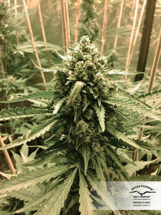 Dutch Passion - Auto Frisian Dew (auto/fem.)