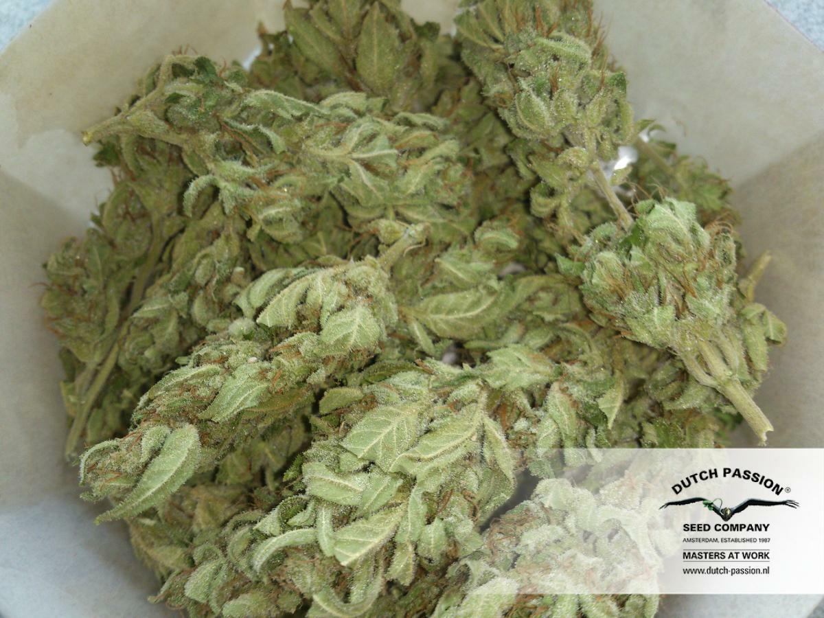 Dutch Passion - Auto Frisian Dew (auto/fem.)