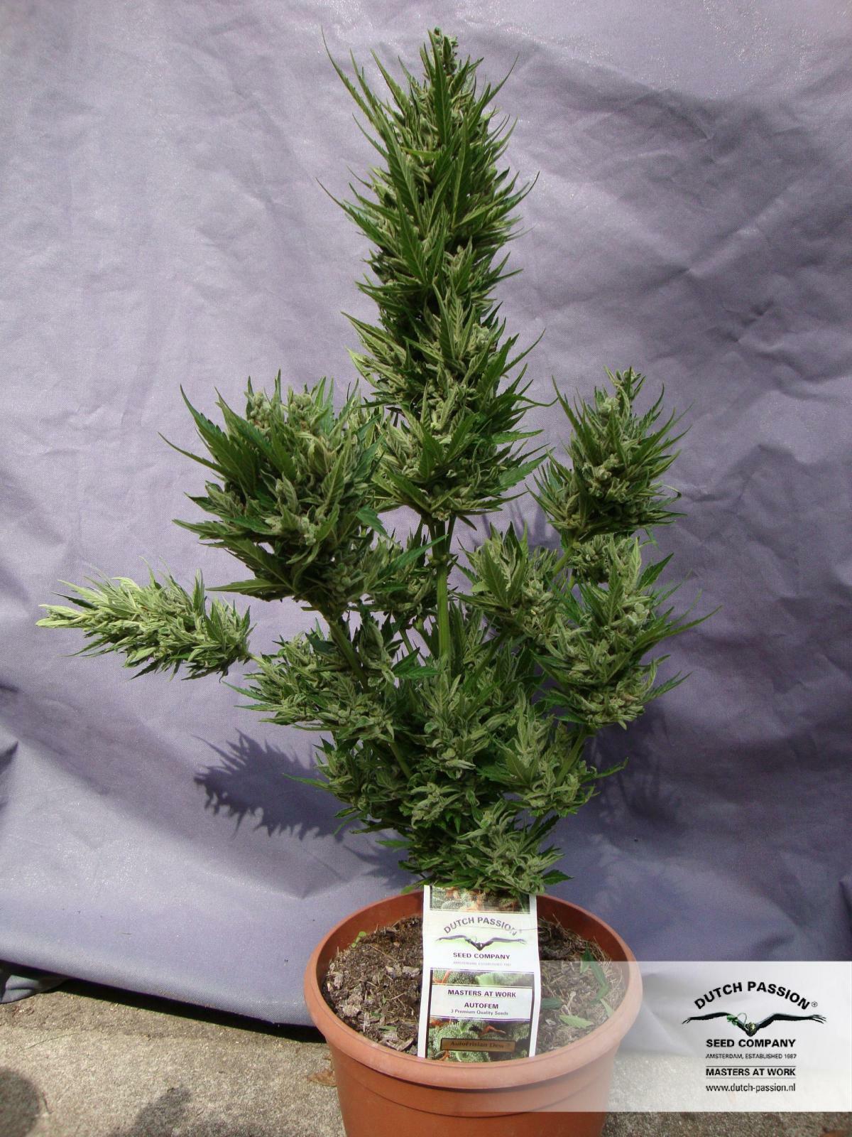 Dutch Passion - Auto Frisian Dew (auto/fem.)