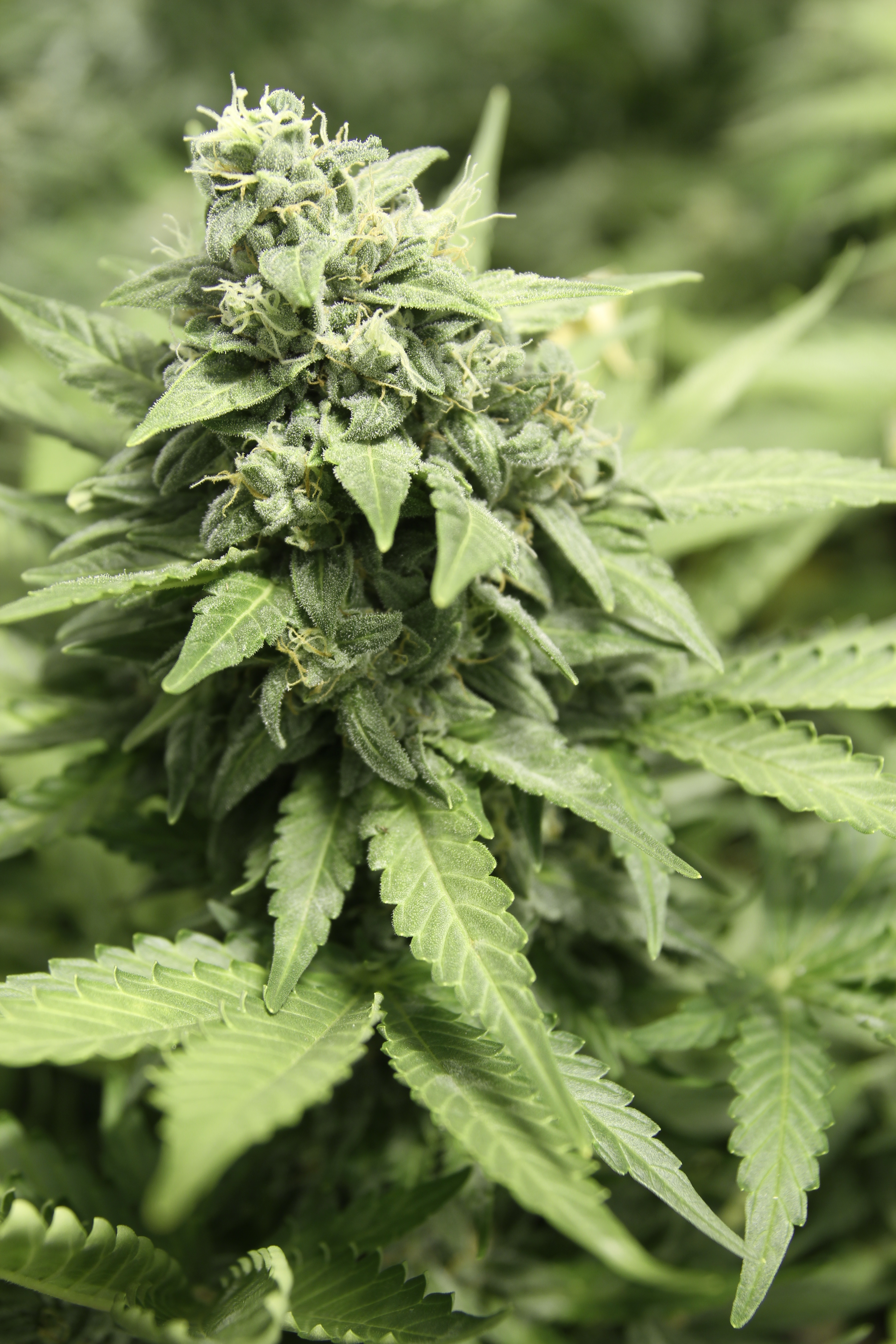 Dutch Passion - StarRyder (auto/fem.)