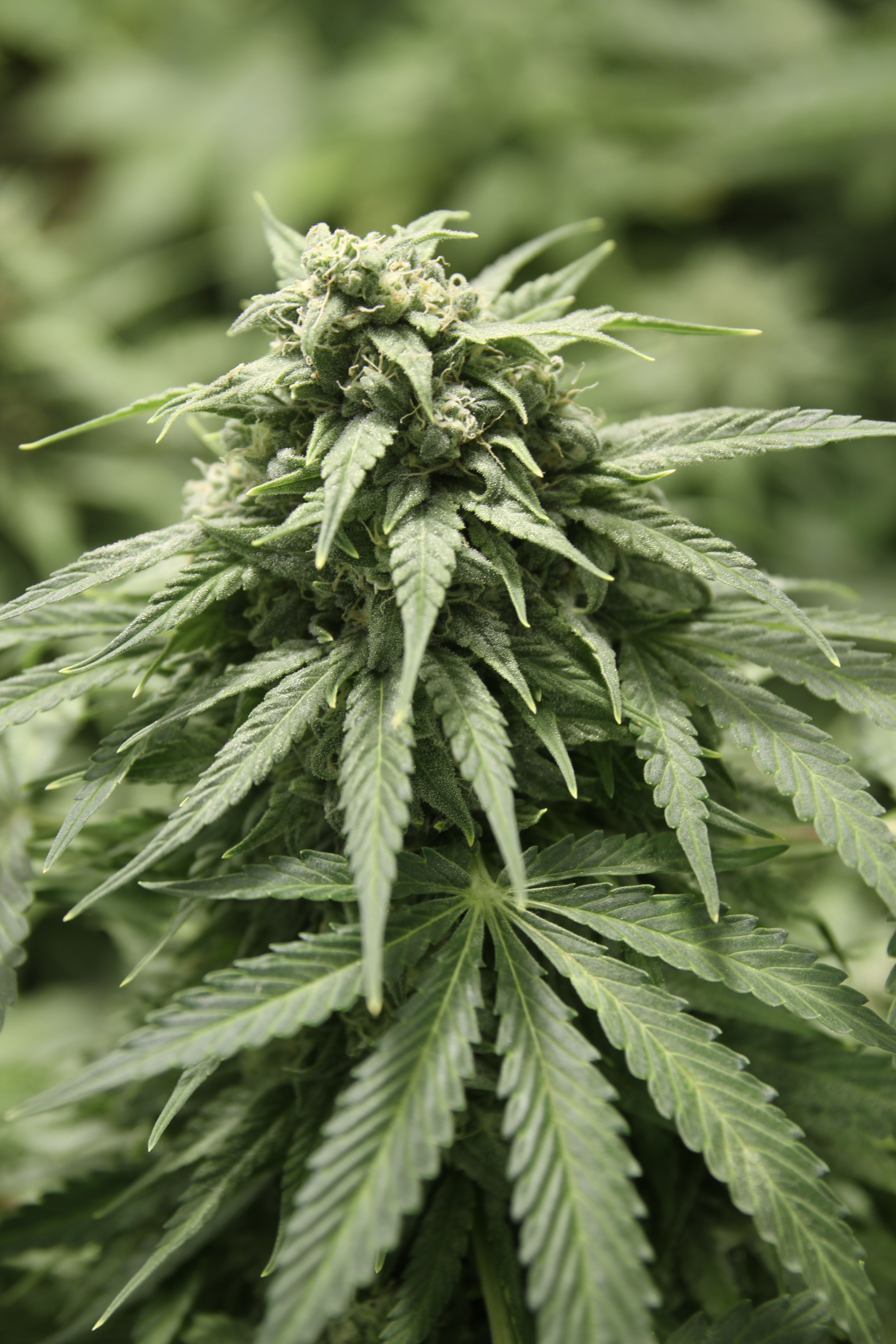 Dutch Passion - StarRyder (auto/fem.)