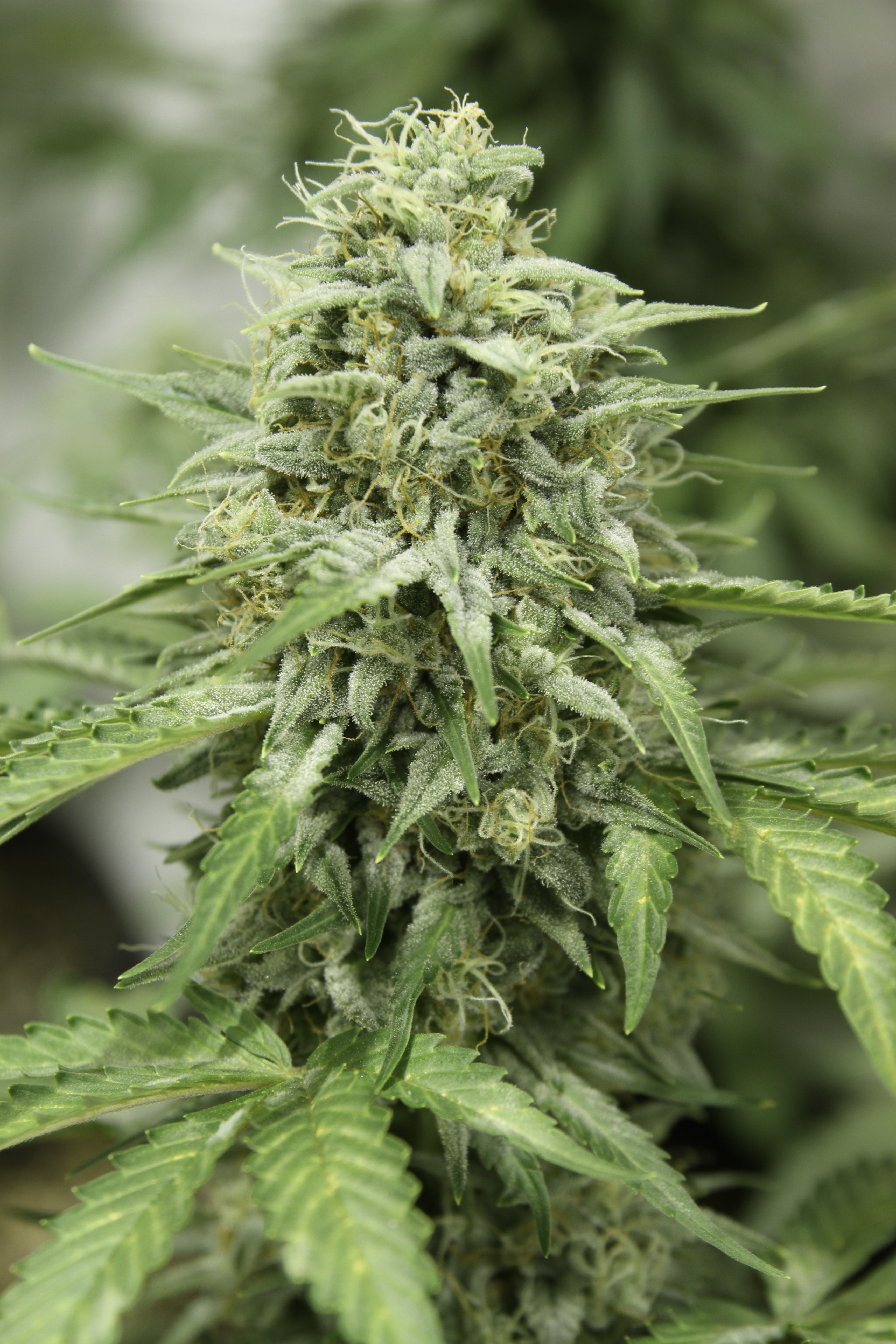 Dutch Passion - StarRyder (auto/fem.)