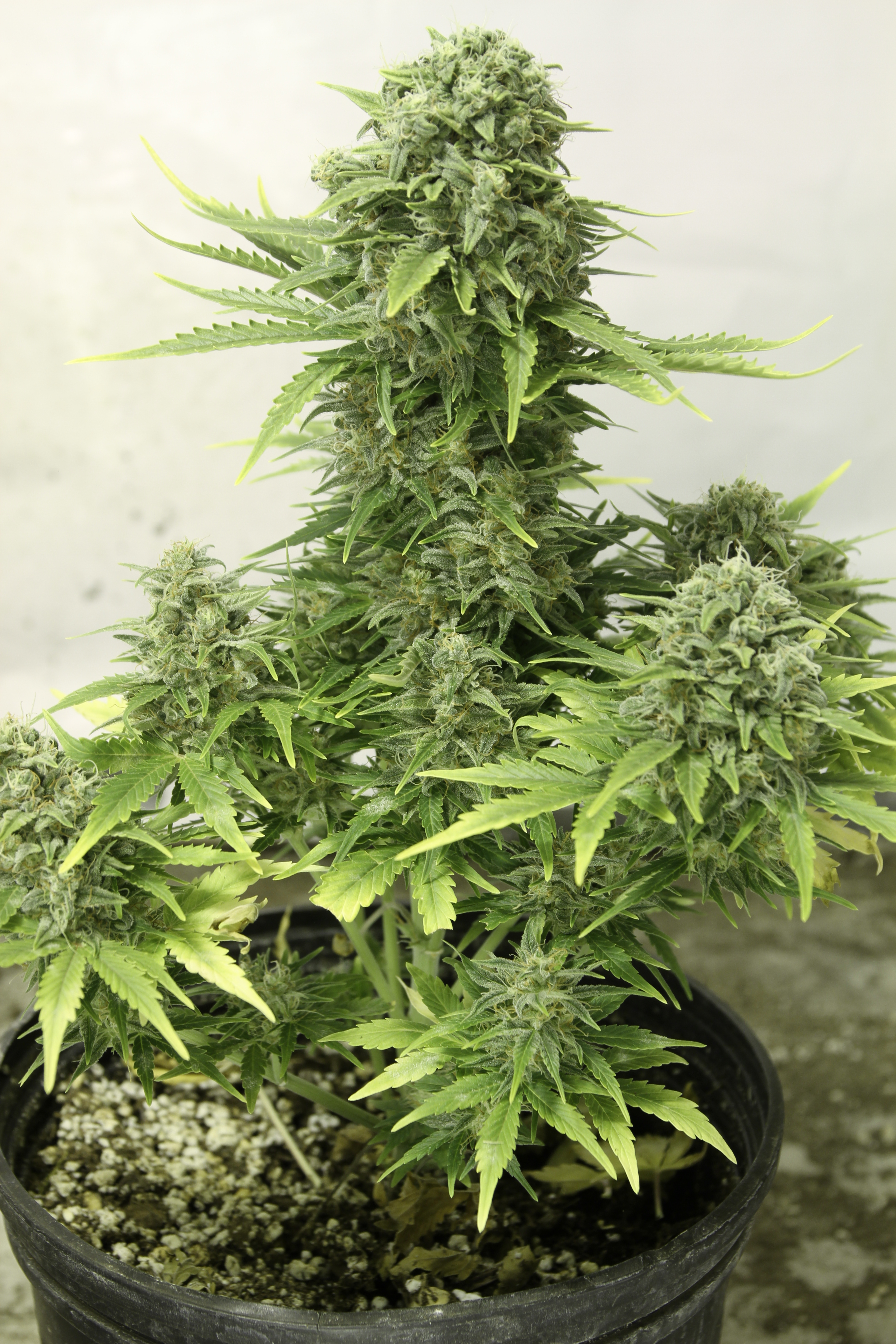Dutch Passion - StarRyder (auto/fem.)
