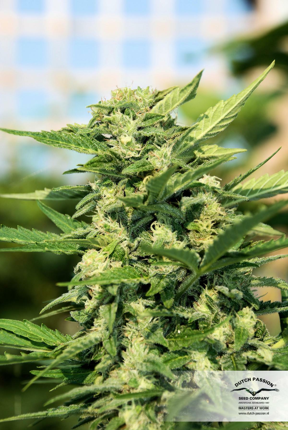 Dutch Passion - StarRyder (auto/fem.)