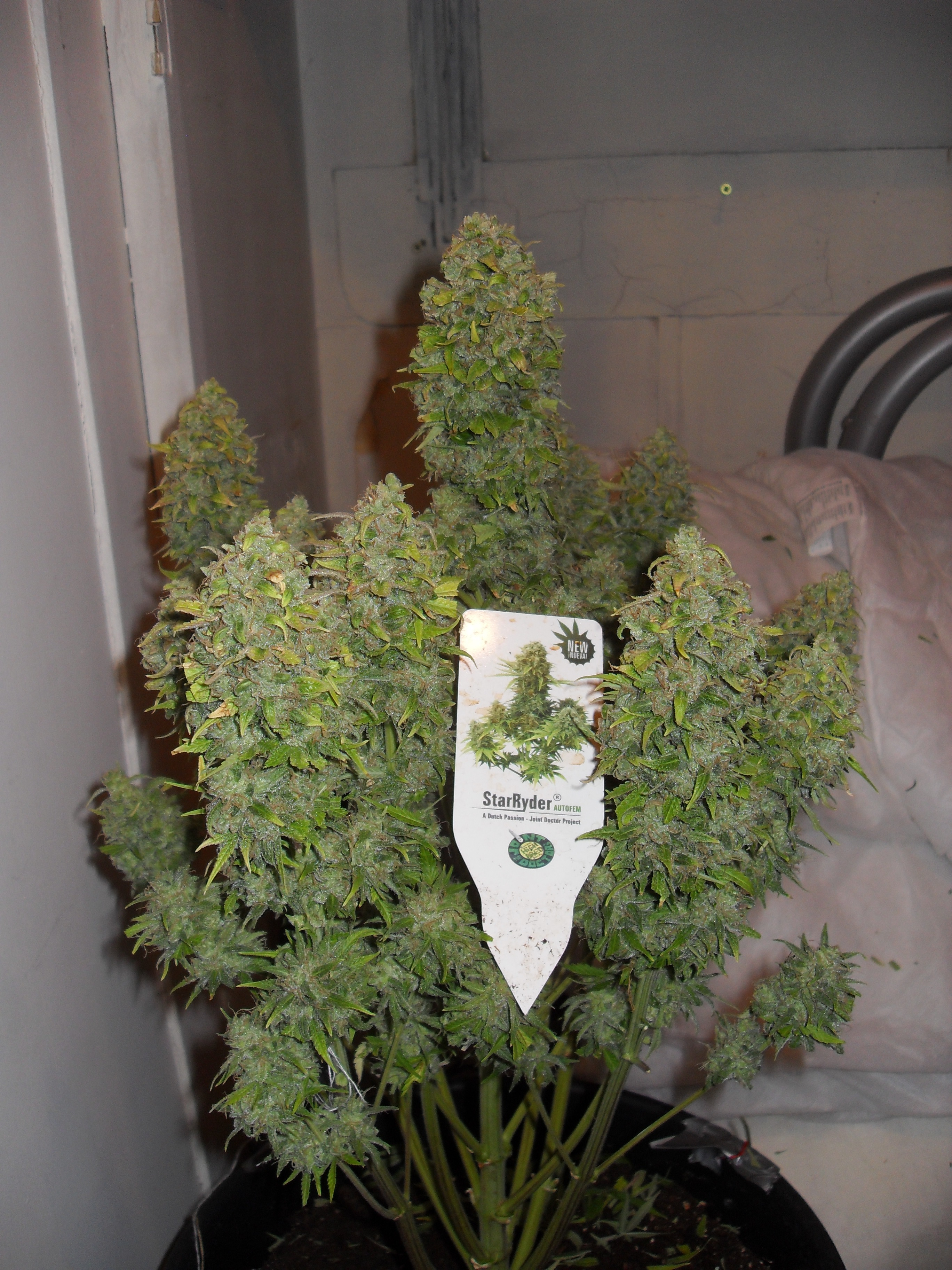 Dutch Passion - StarRyder (auto/fem.)