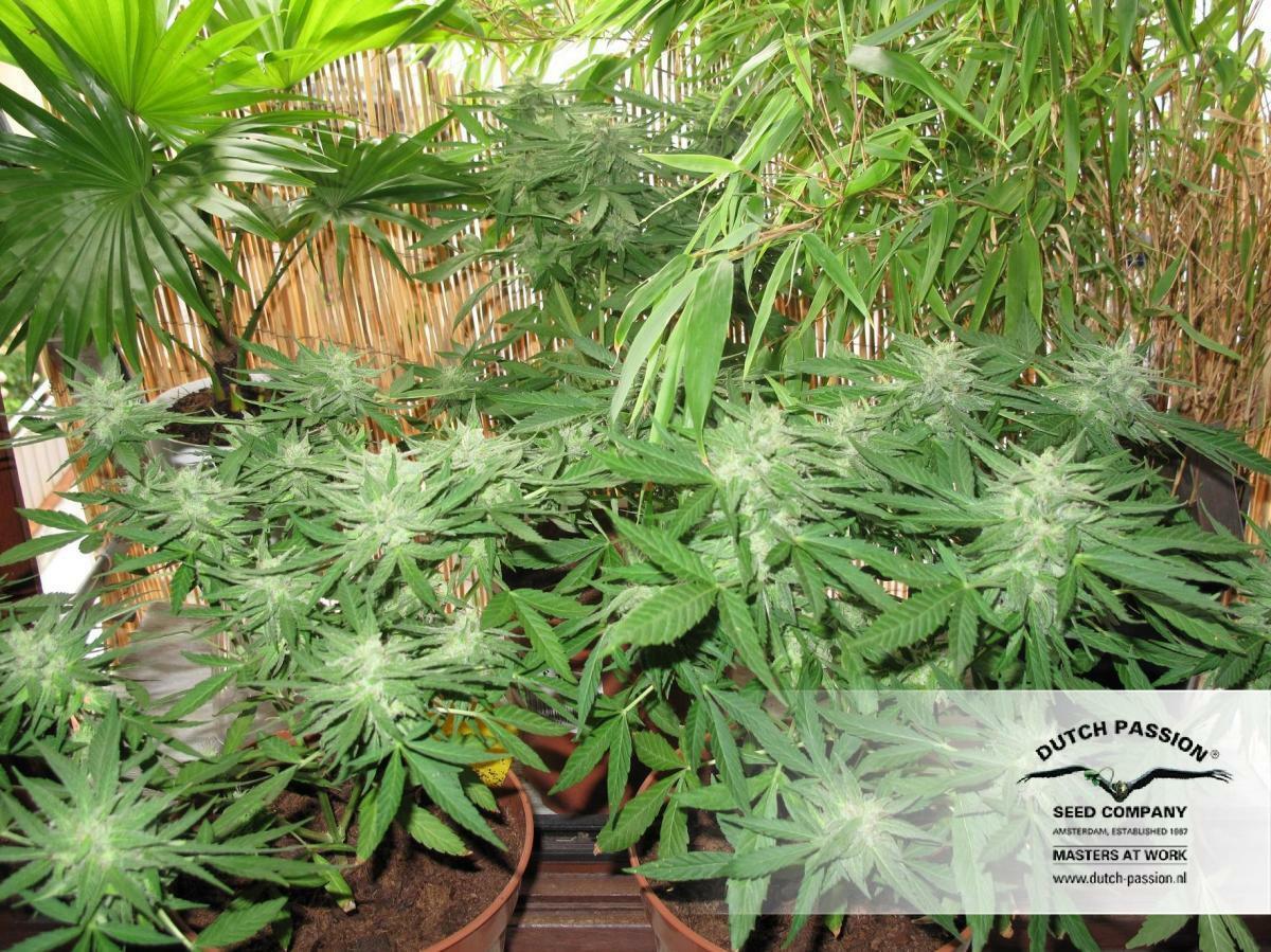 Dutch Passion - StarRyder (auto/fem.)