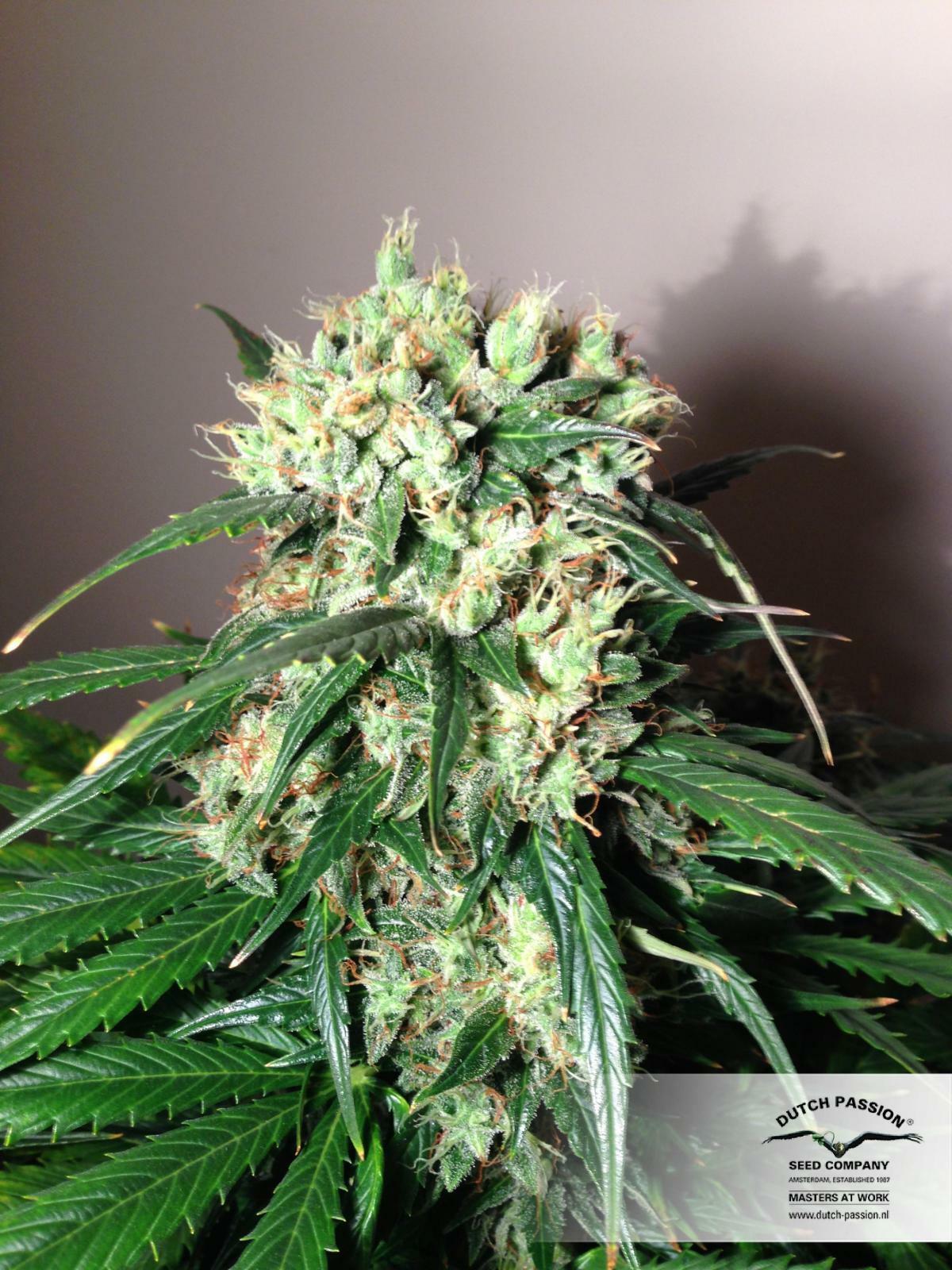 Dutch Passion - StarRyder (auto/fem.)