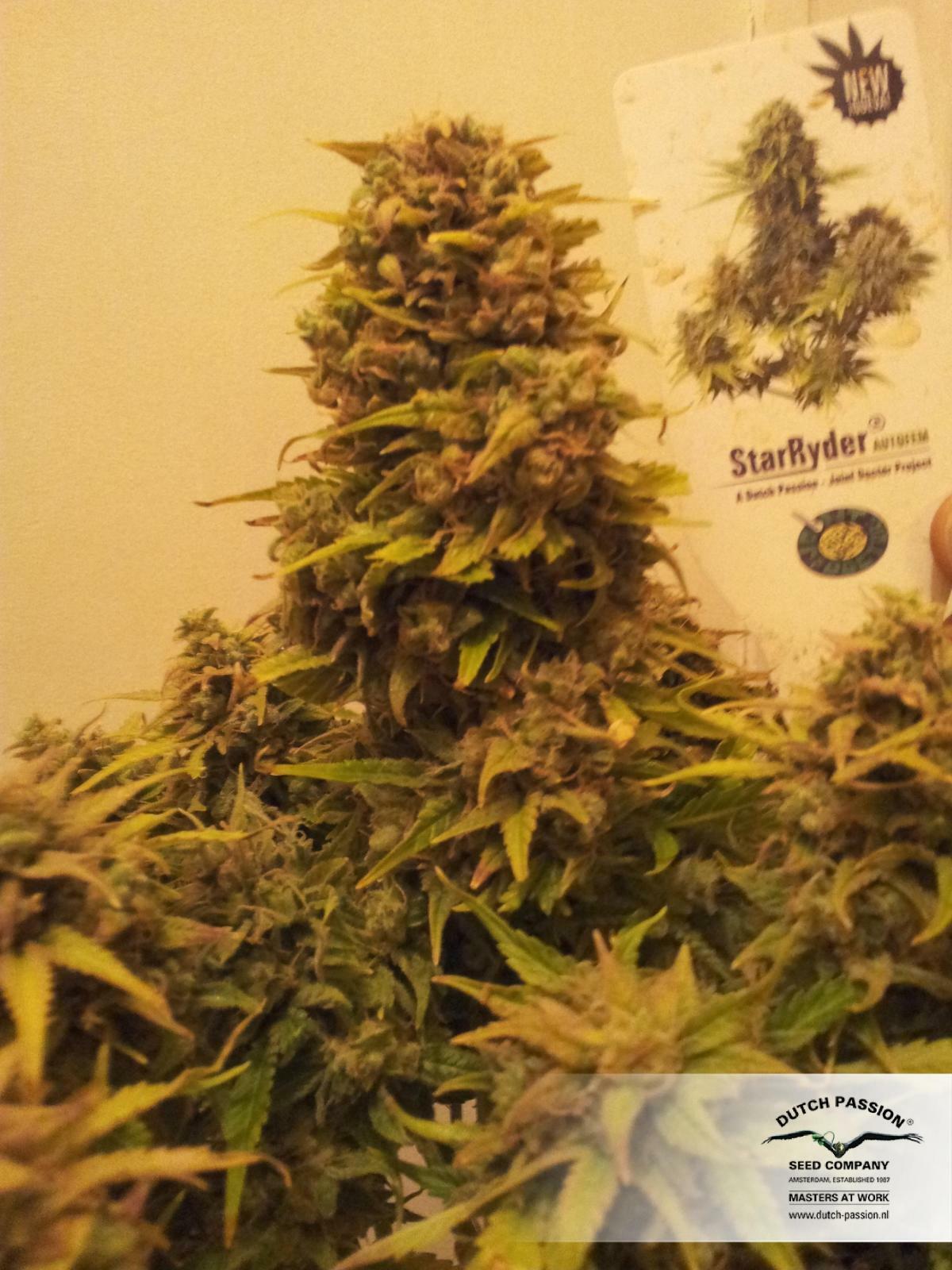 Dutch Passion - StarRyder (auto/fem.)