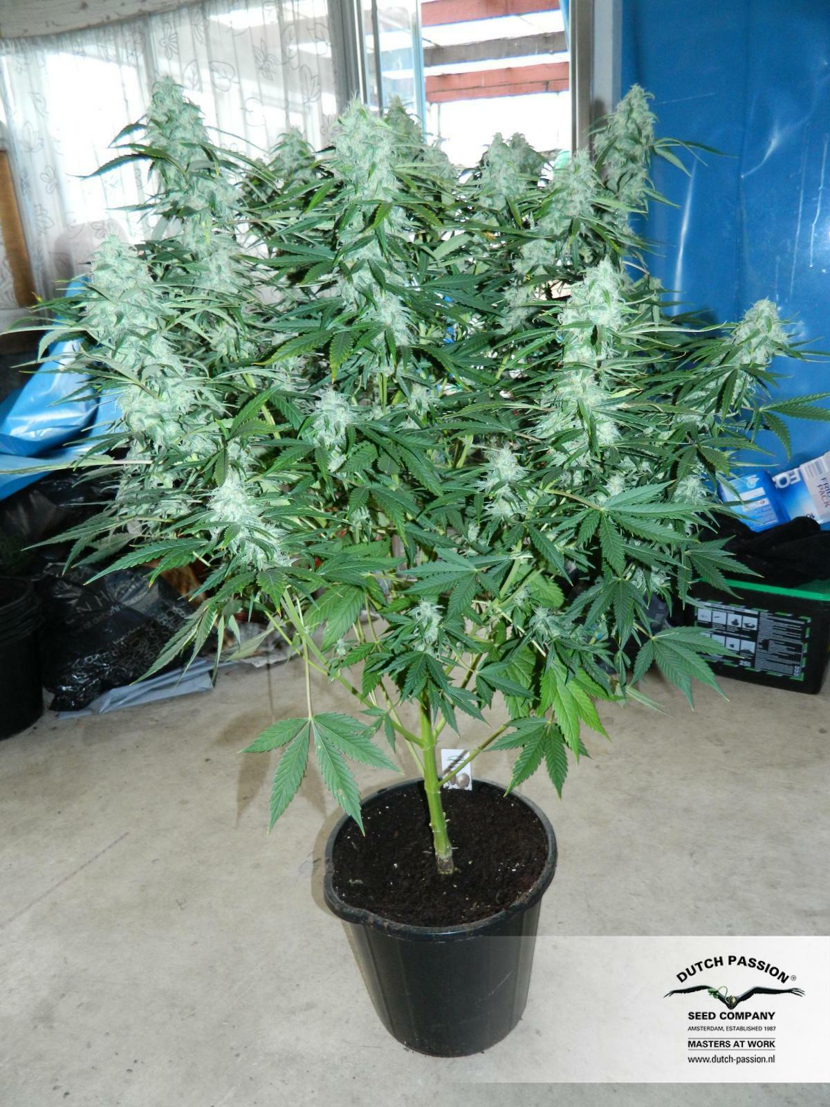 Dutch Passion - StarRyder (auto/fem.)