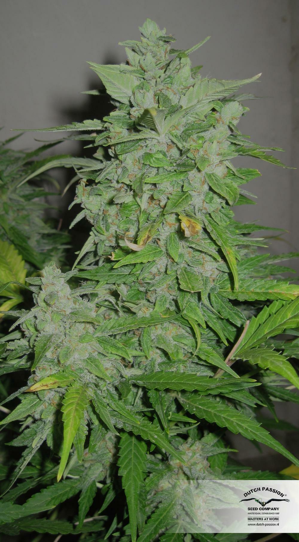 Dutch Passion - StarRyder (auto/fem.)