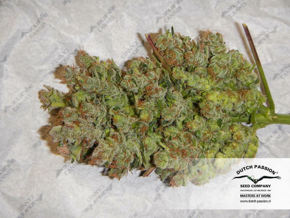 Dutch Passion - StarRyder (auto/fem.)