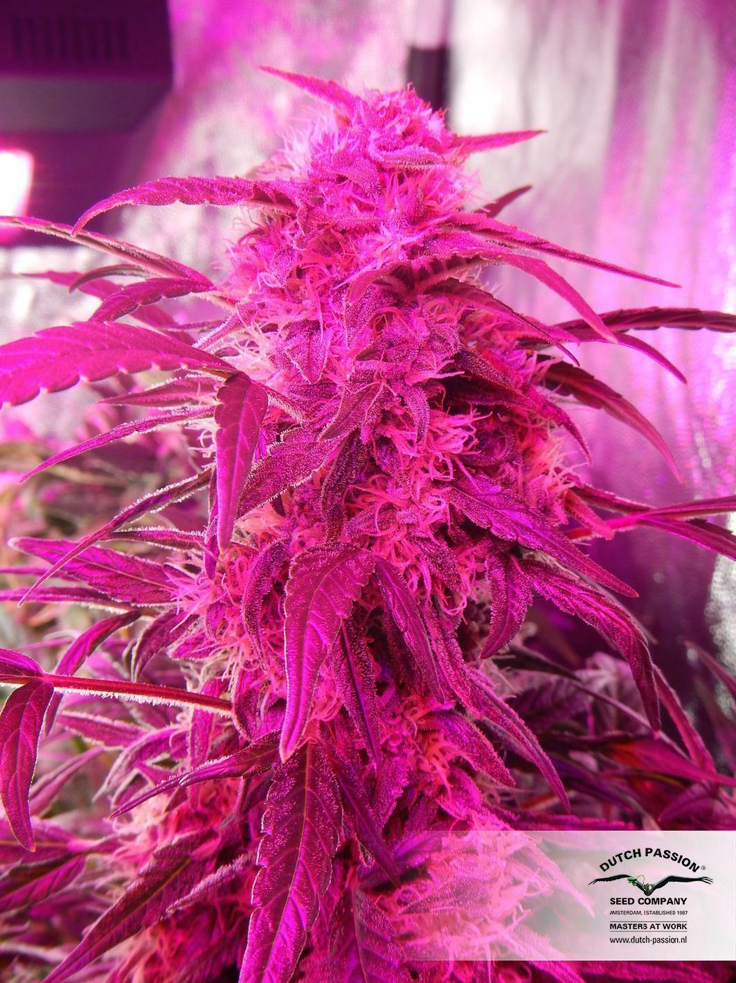 Dutch Passion - StarRyder (auto/fem.)