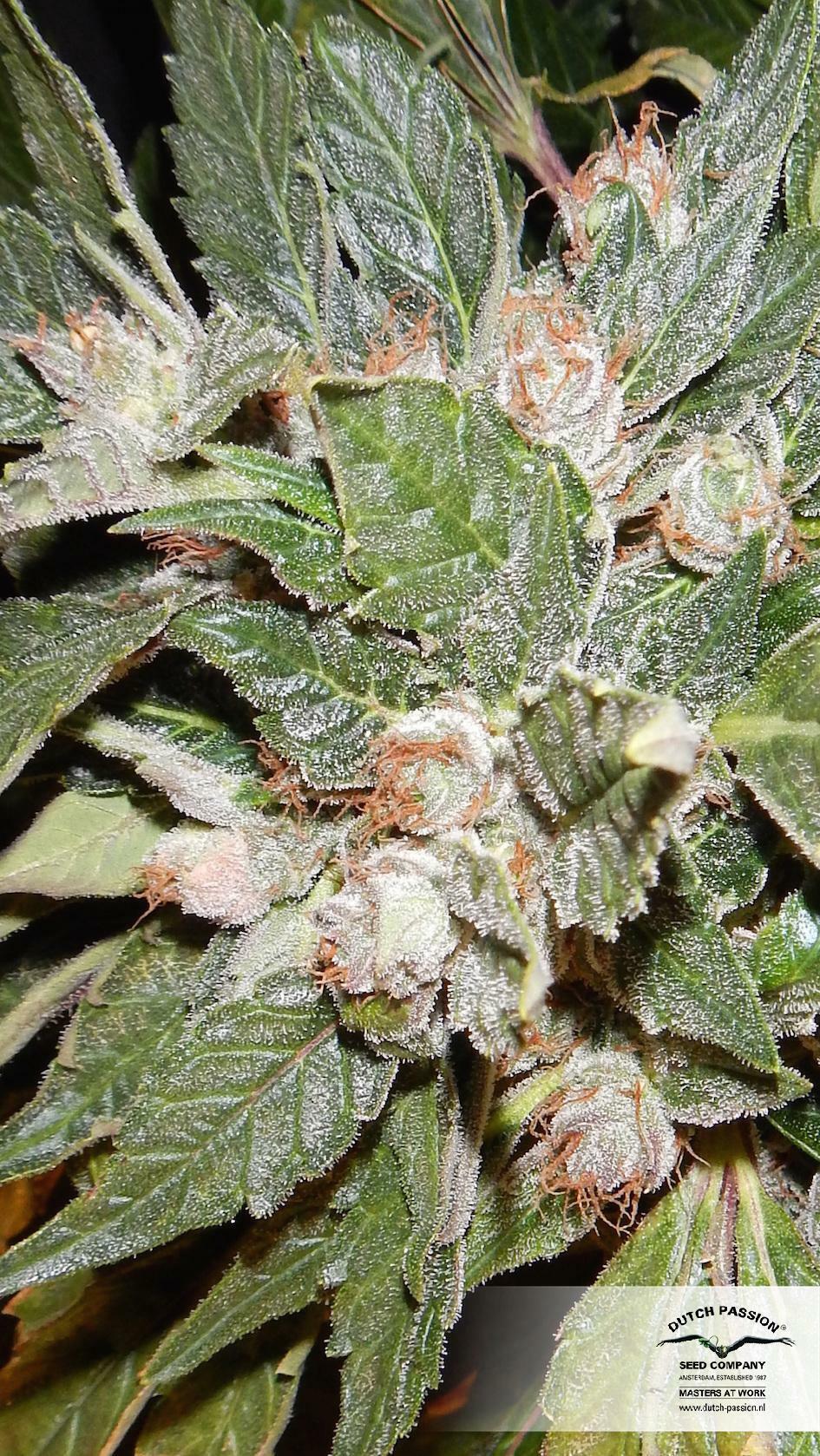 Dutch Passion - StarRyder (auto/fem.)