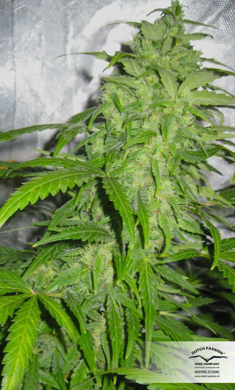 Dutch Passion - StarRyder (auto/fem.)