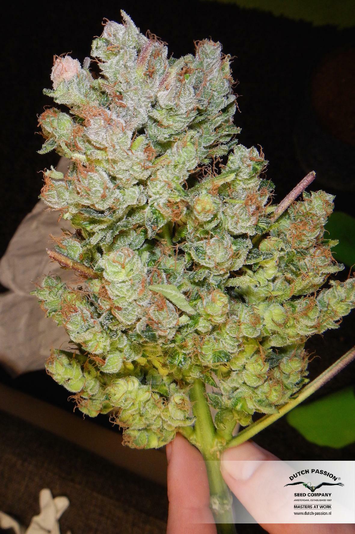 Dutch Passion - StarRyder (auto/fem.)