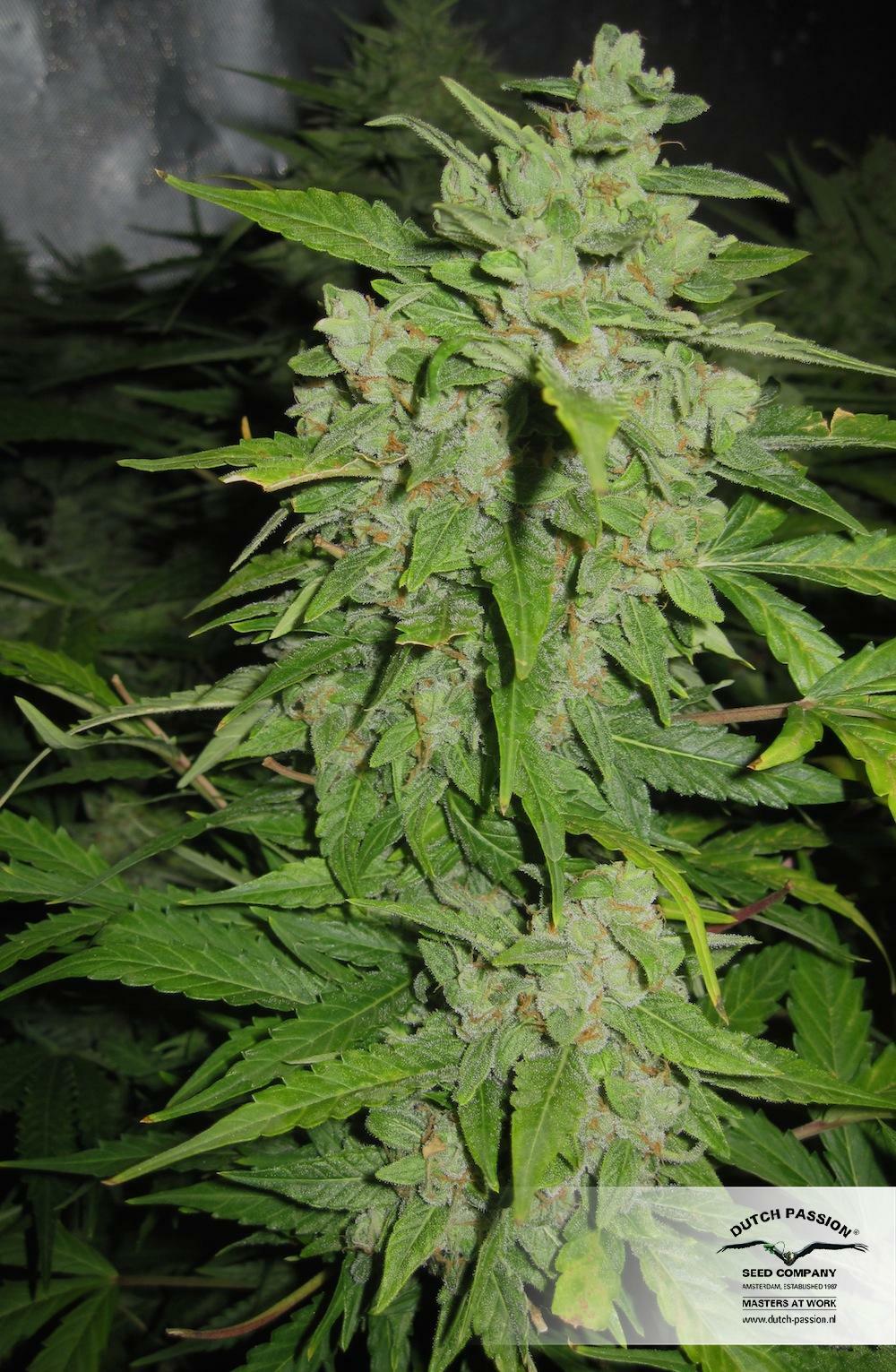Dutch Passion - StarRyder (auto/fem.)