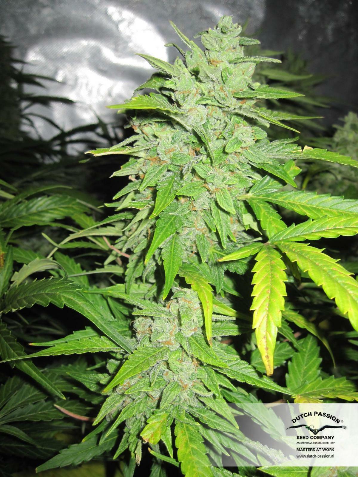 Dutch Passion - StarRyder (auto/fem.)
