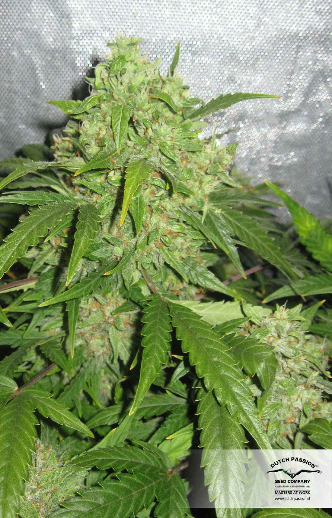 Dutch Passion - StarRyder (auto/fem.)