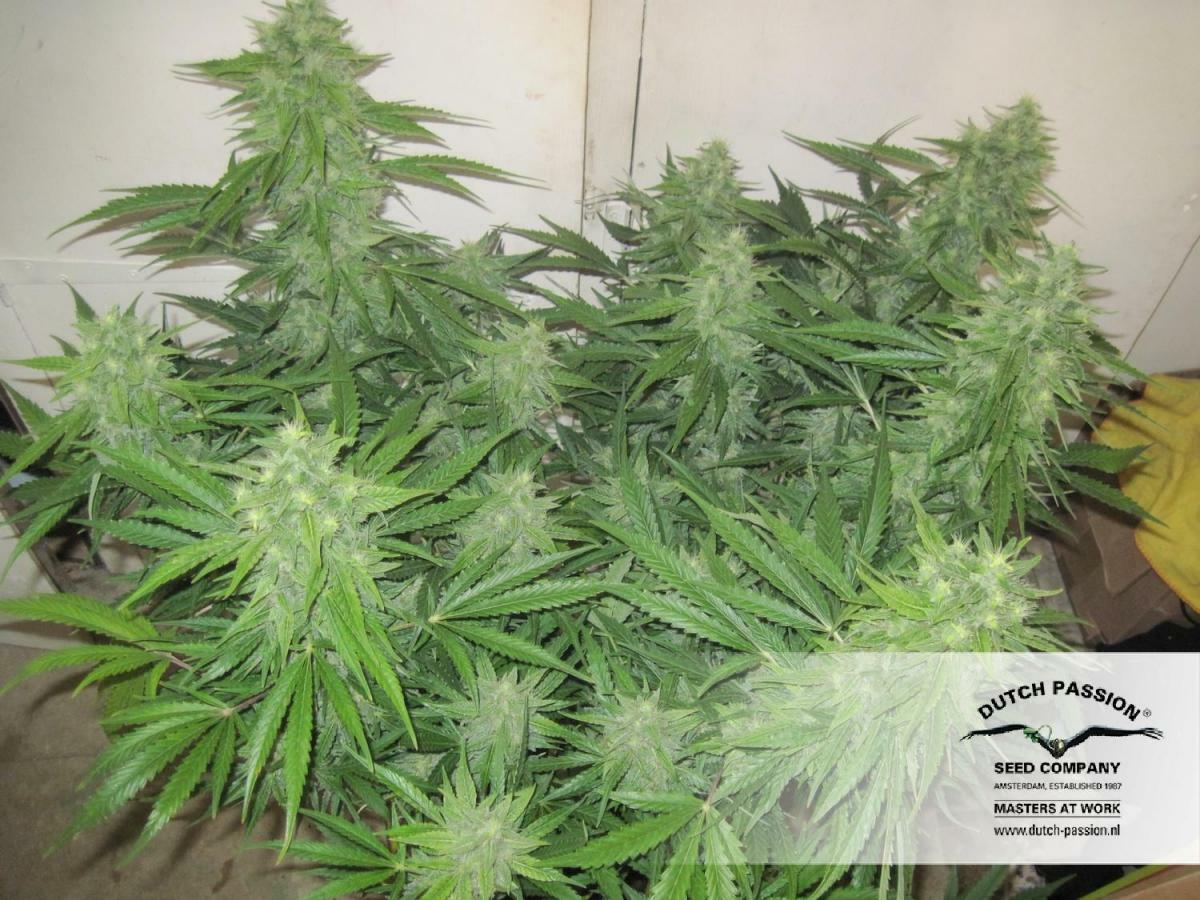 Dutch Passion - StarRyder (auto/fem.)