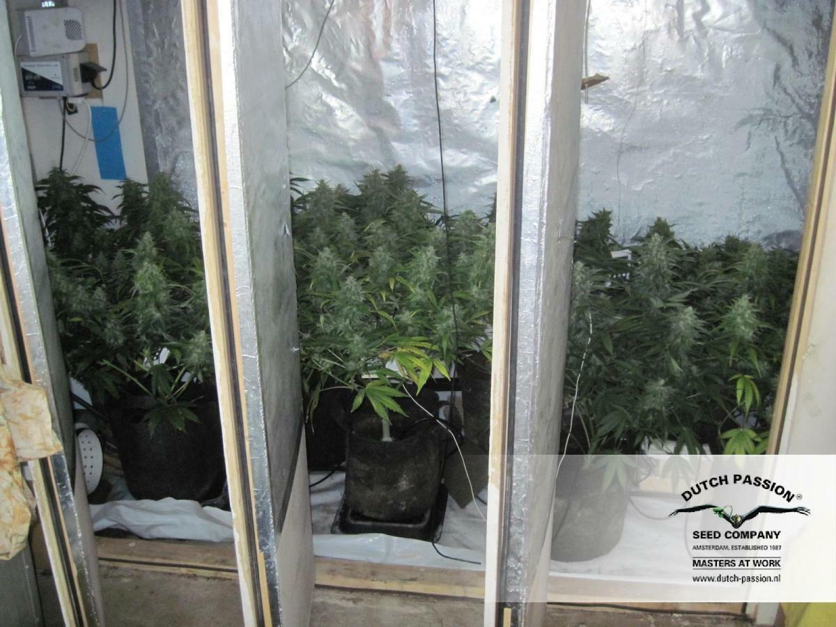 Dutch Passion - StarRyder (auto/fem.)