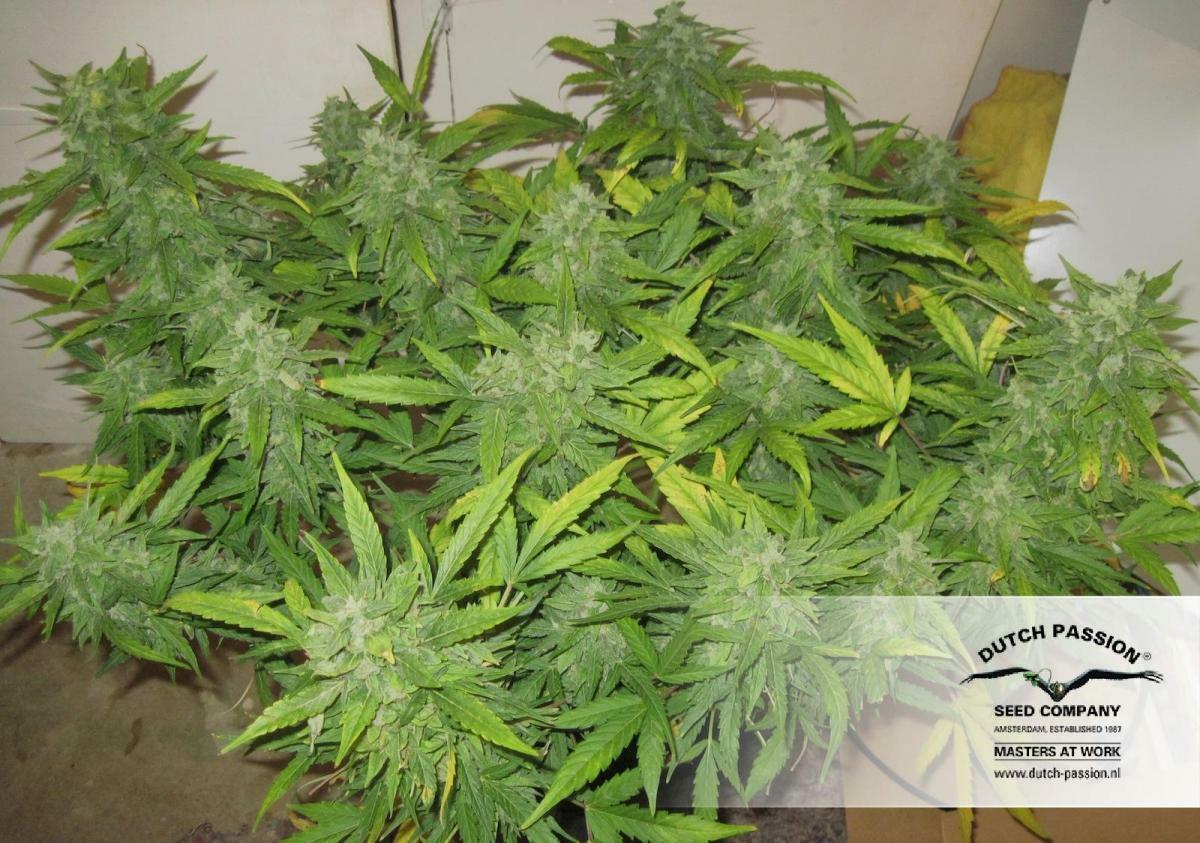 Dutch Passion - StarRyder (auto/fem.)