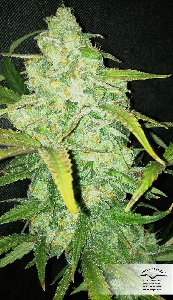 Dutch Passion - StarRyder (auto/fem.)