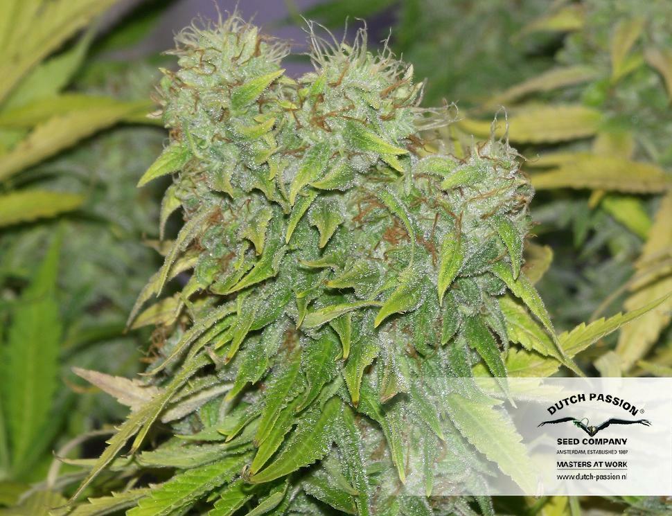 Dutch Passion - StarRyder (auto/fem.)